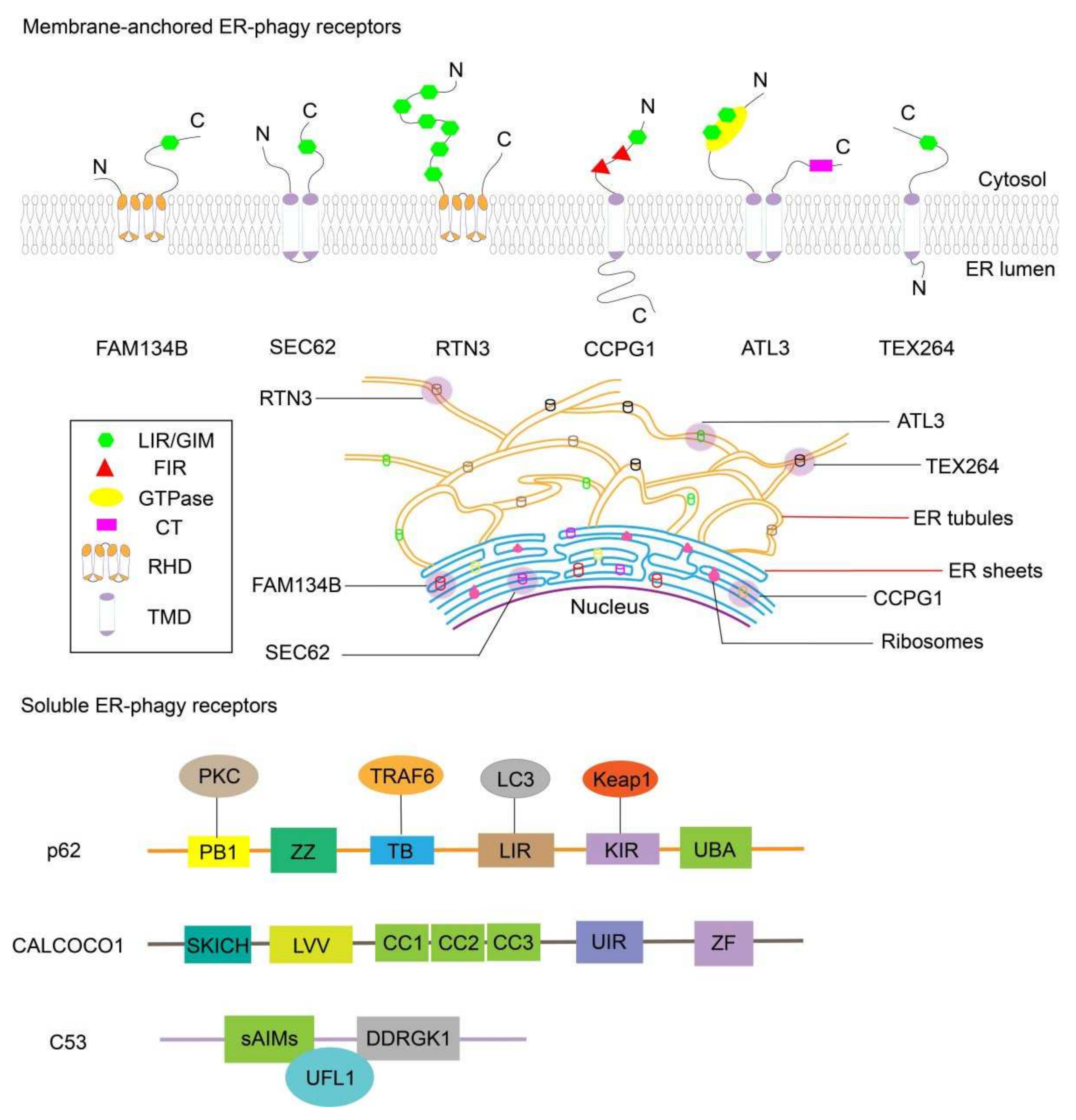 Biomedicines 10 00707 g001 550