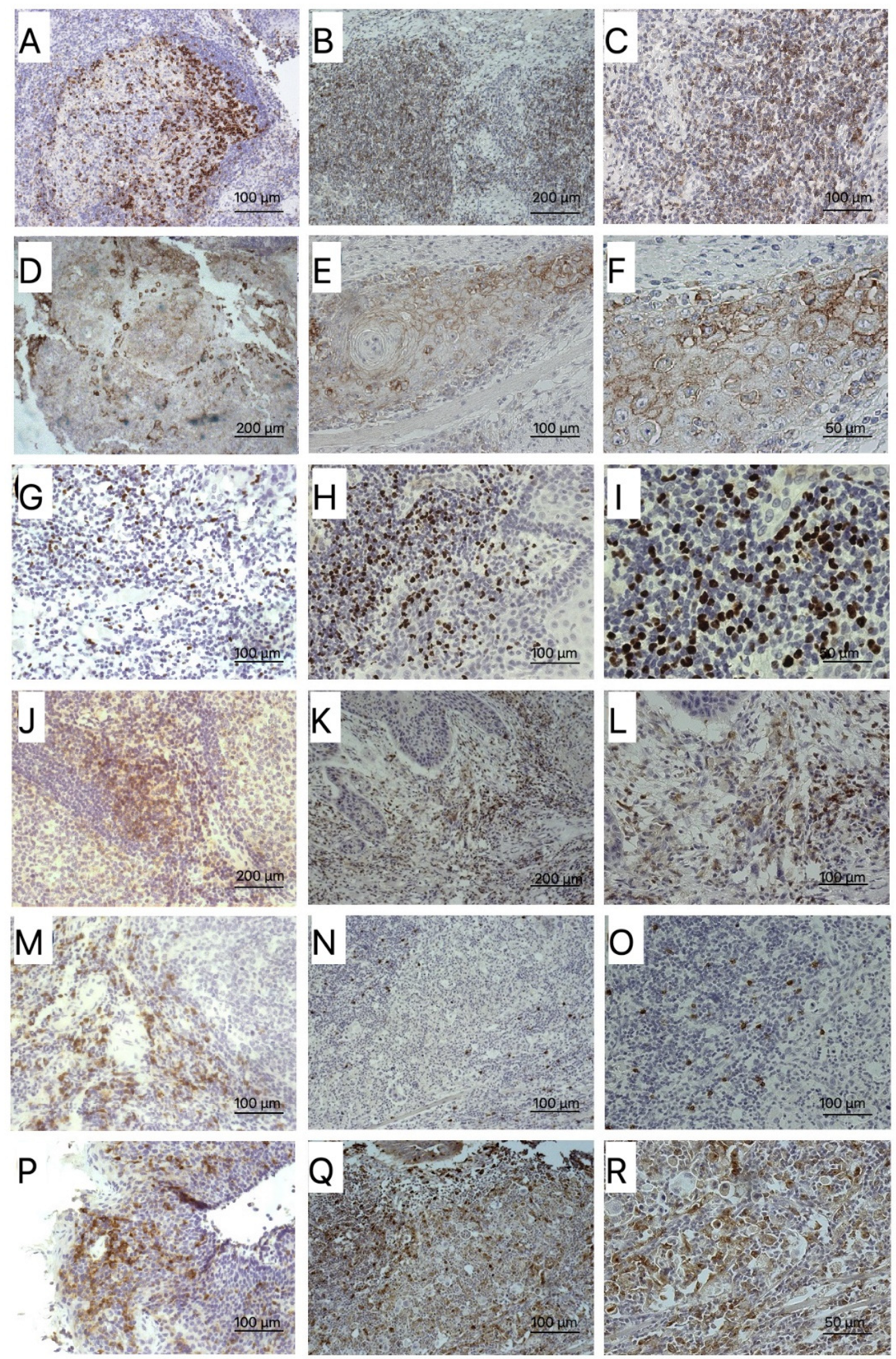 Biomedicines 10 00710 g001 Biomedicines 10 00710 g001