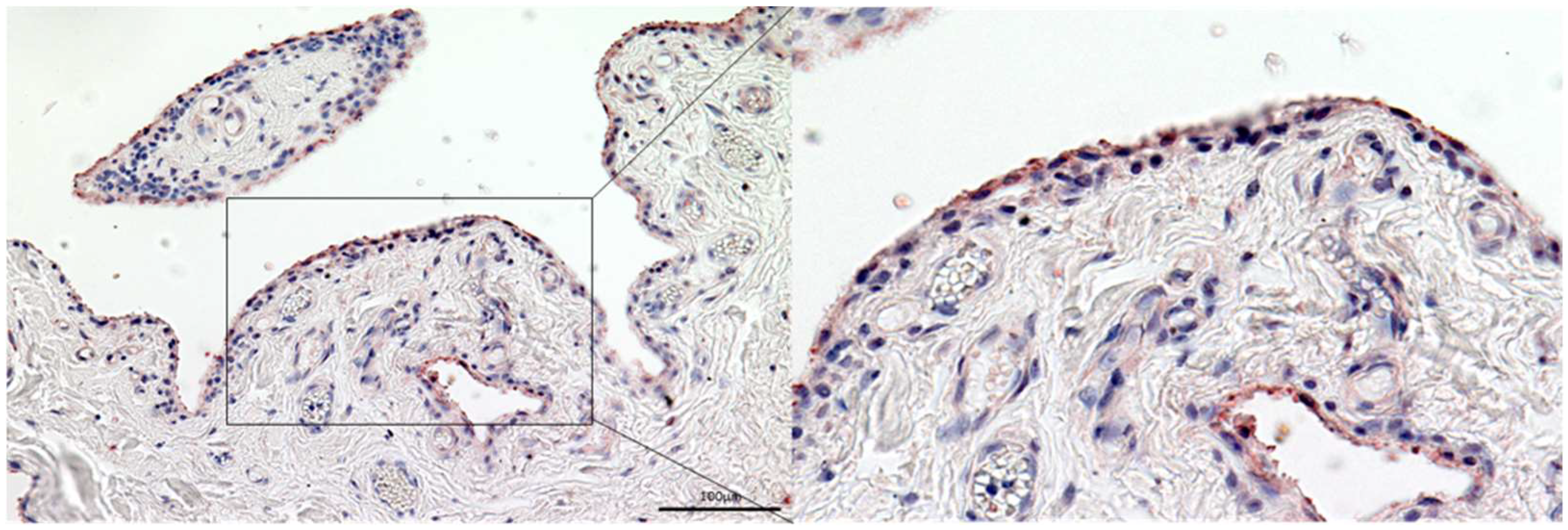 Biomedicines 10 00723 g002 550