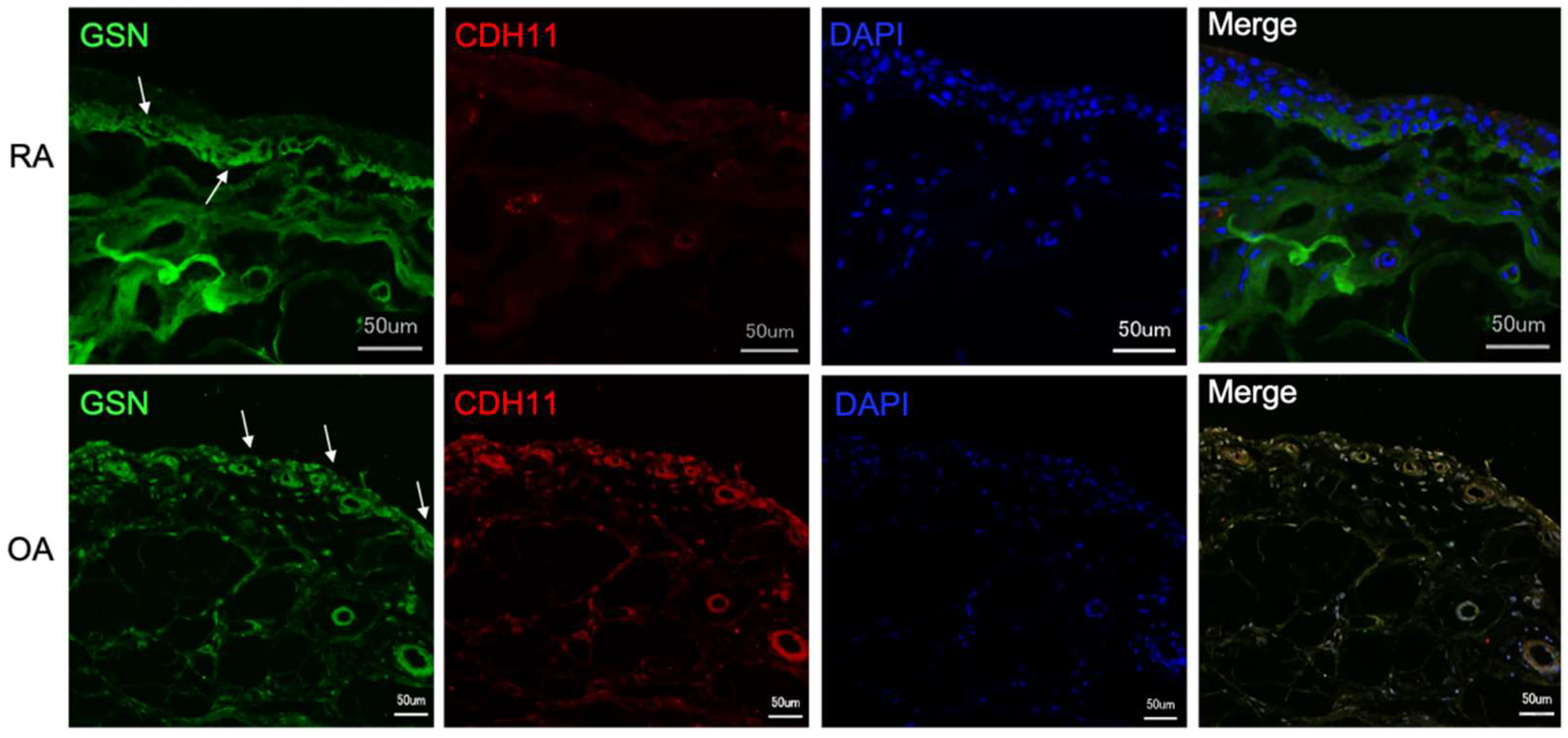 Biomedicines 10 00723 g005 550