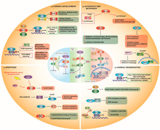 Biomedicines, Free Full-Text