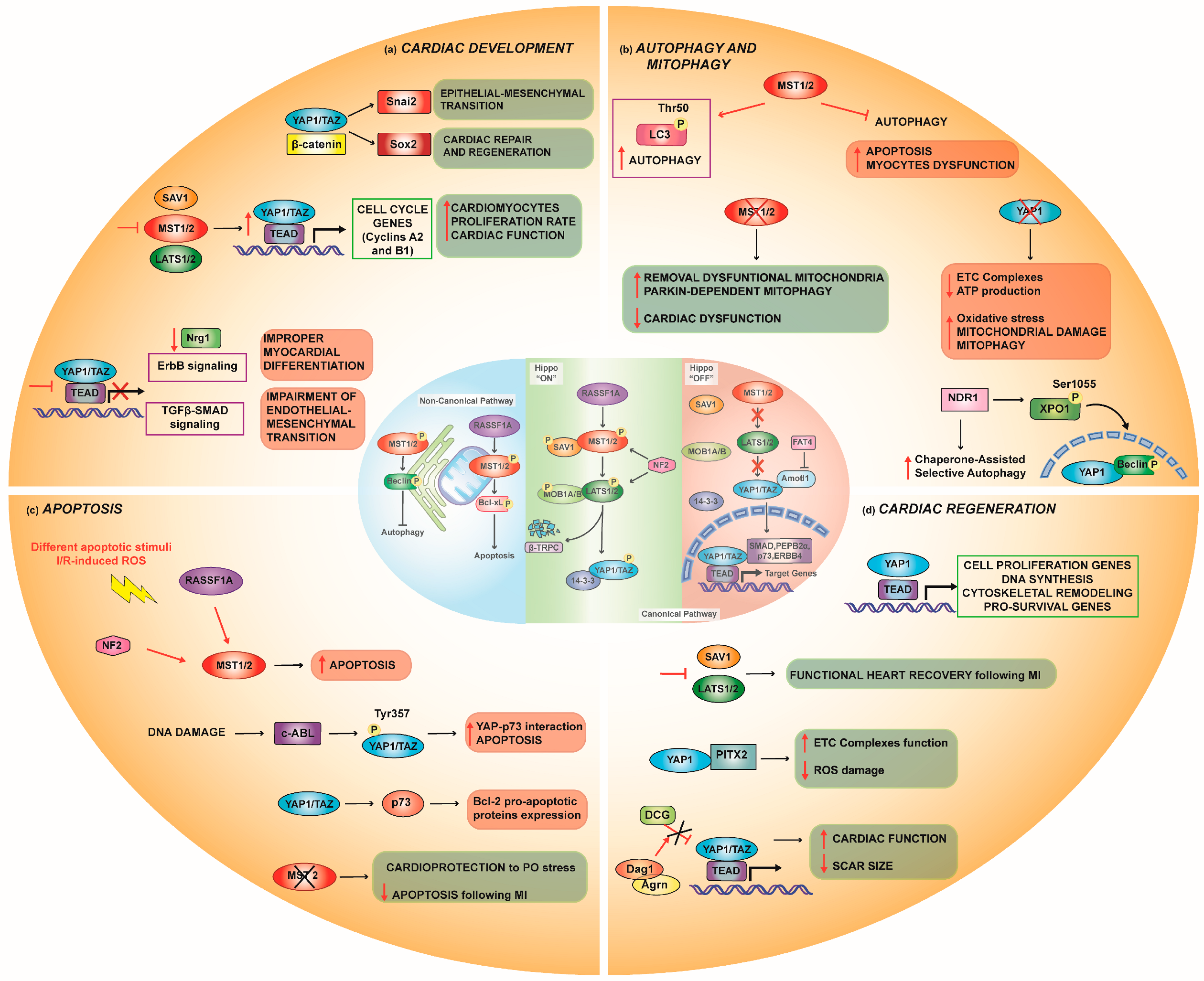 Biomedicines 10 00726 g002 550