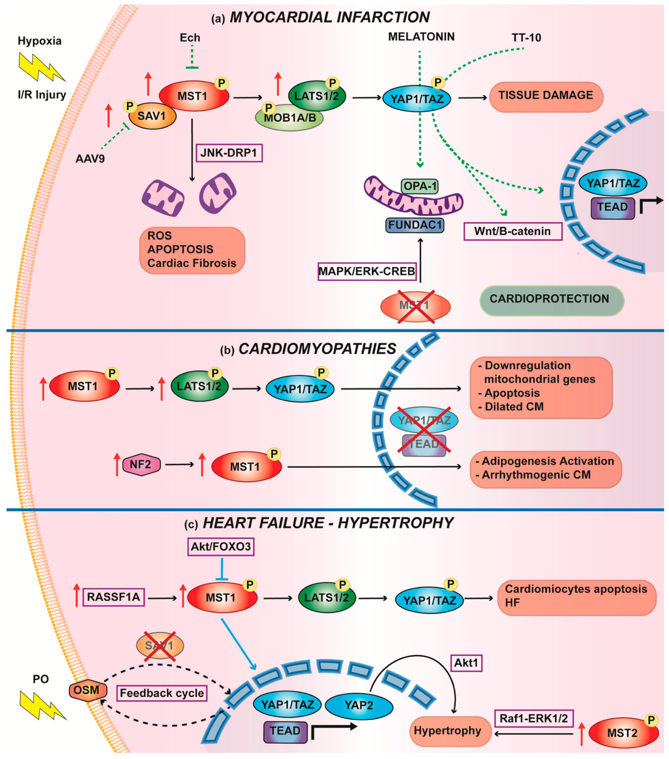 Biomedicines 10 00726 g003 550