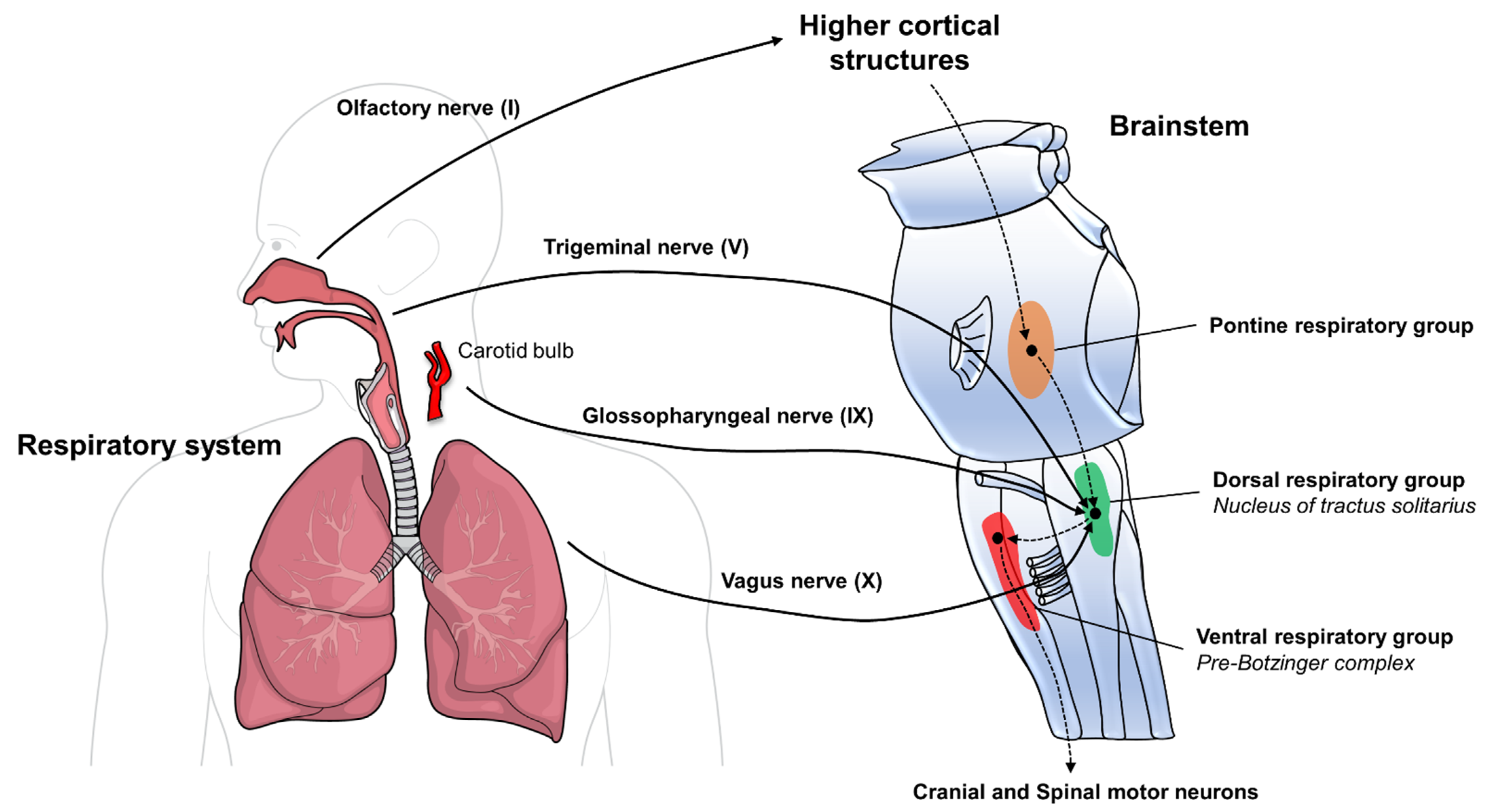 Biomedicines 10 00729 g001