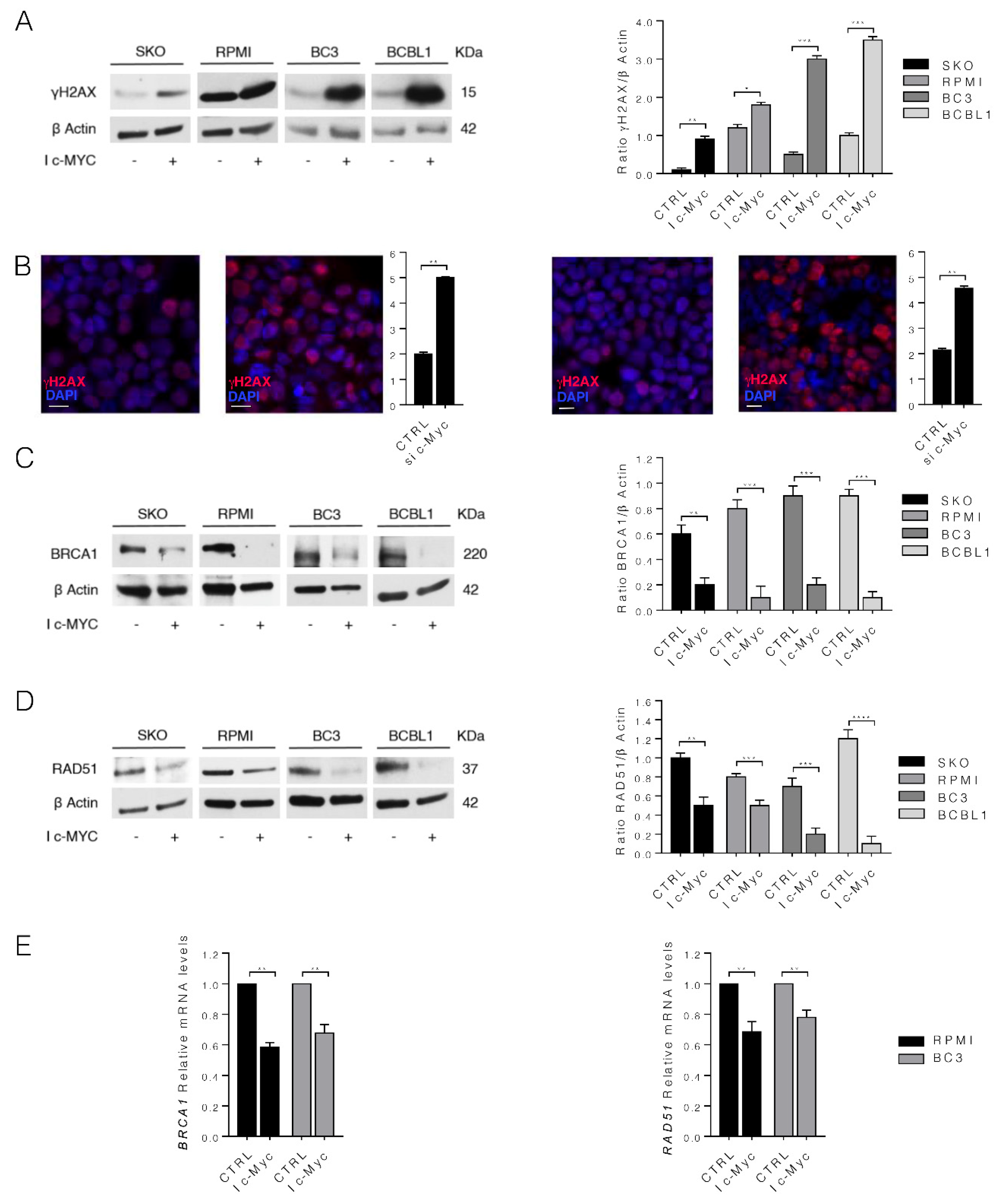 Biomedicines 10 00731 g003 550
