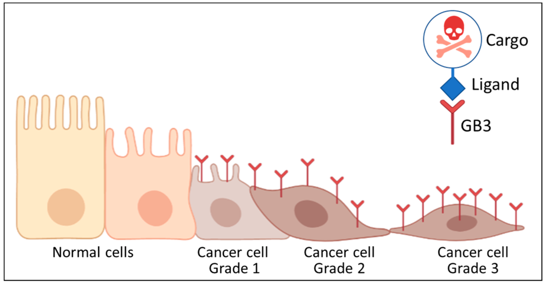 Biomedicines 10 00732 g004 550