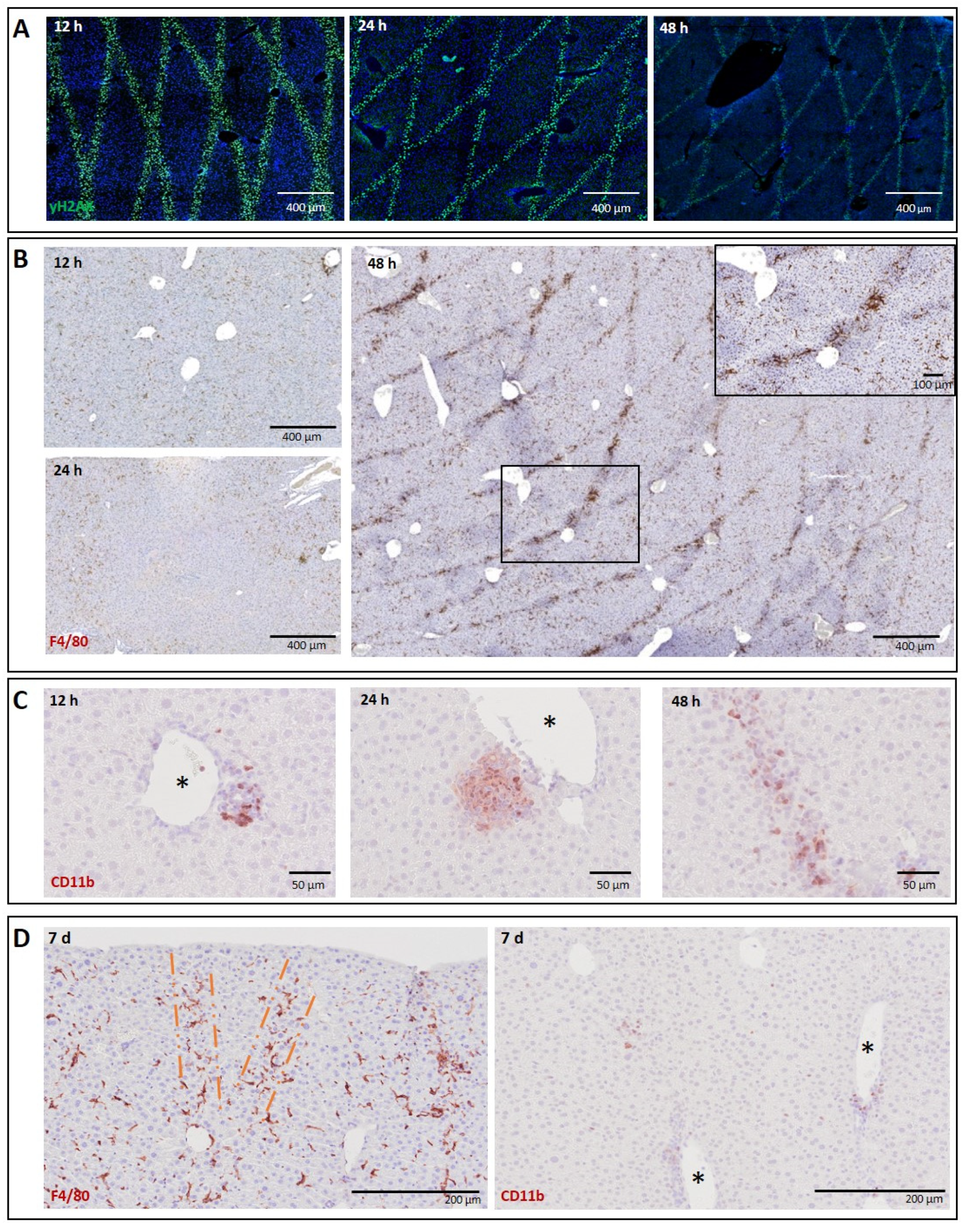 Biomedicines 10 00735 g001