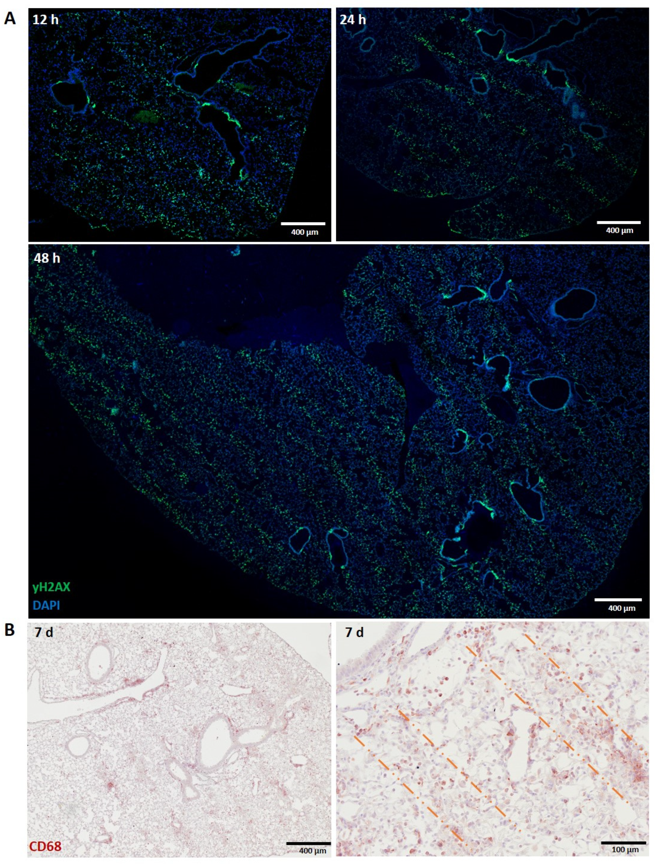 Biomedicines 10 00735 g002
