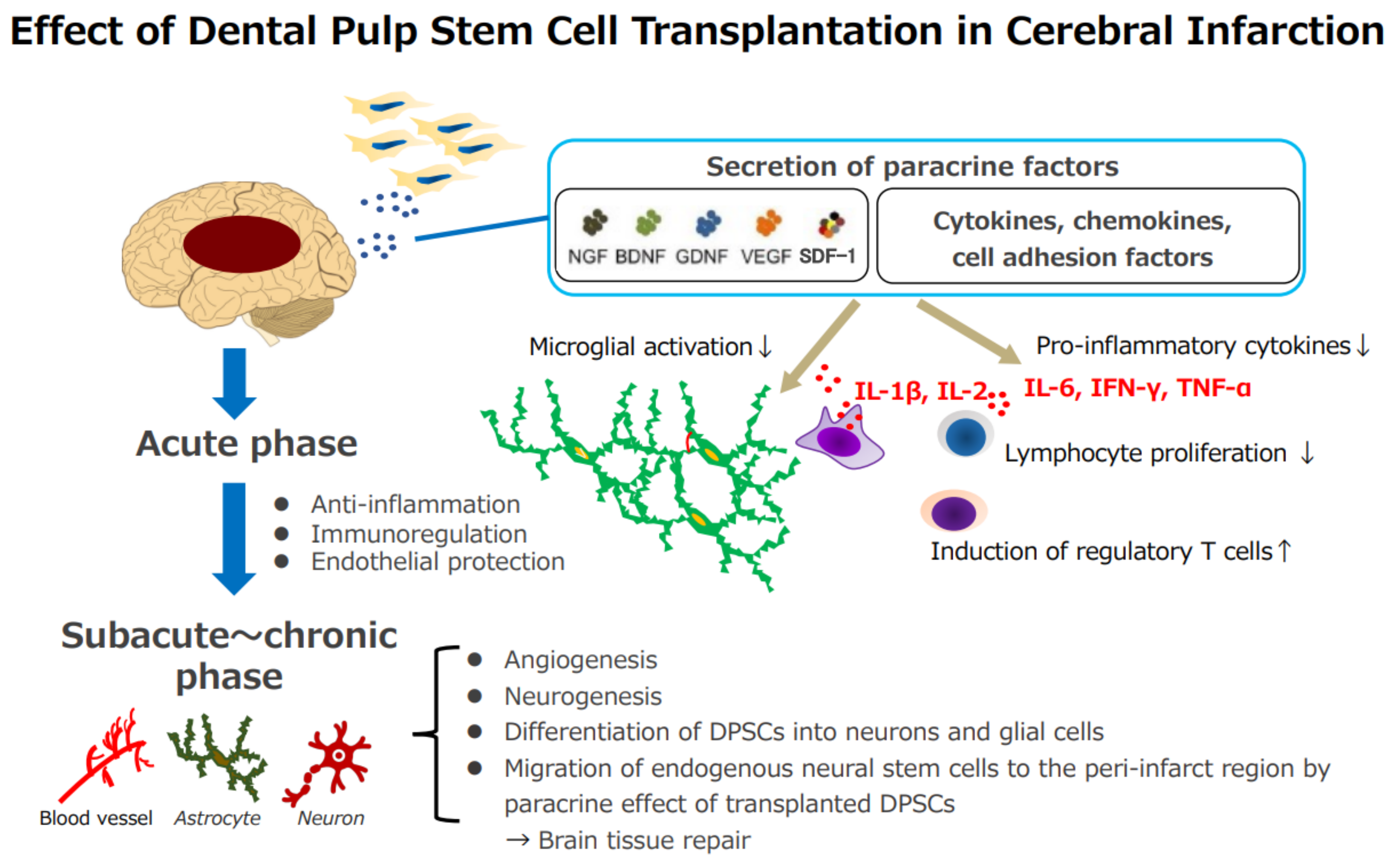 Biomedicines 10 00737 g001 550