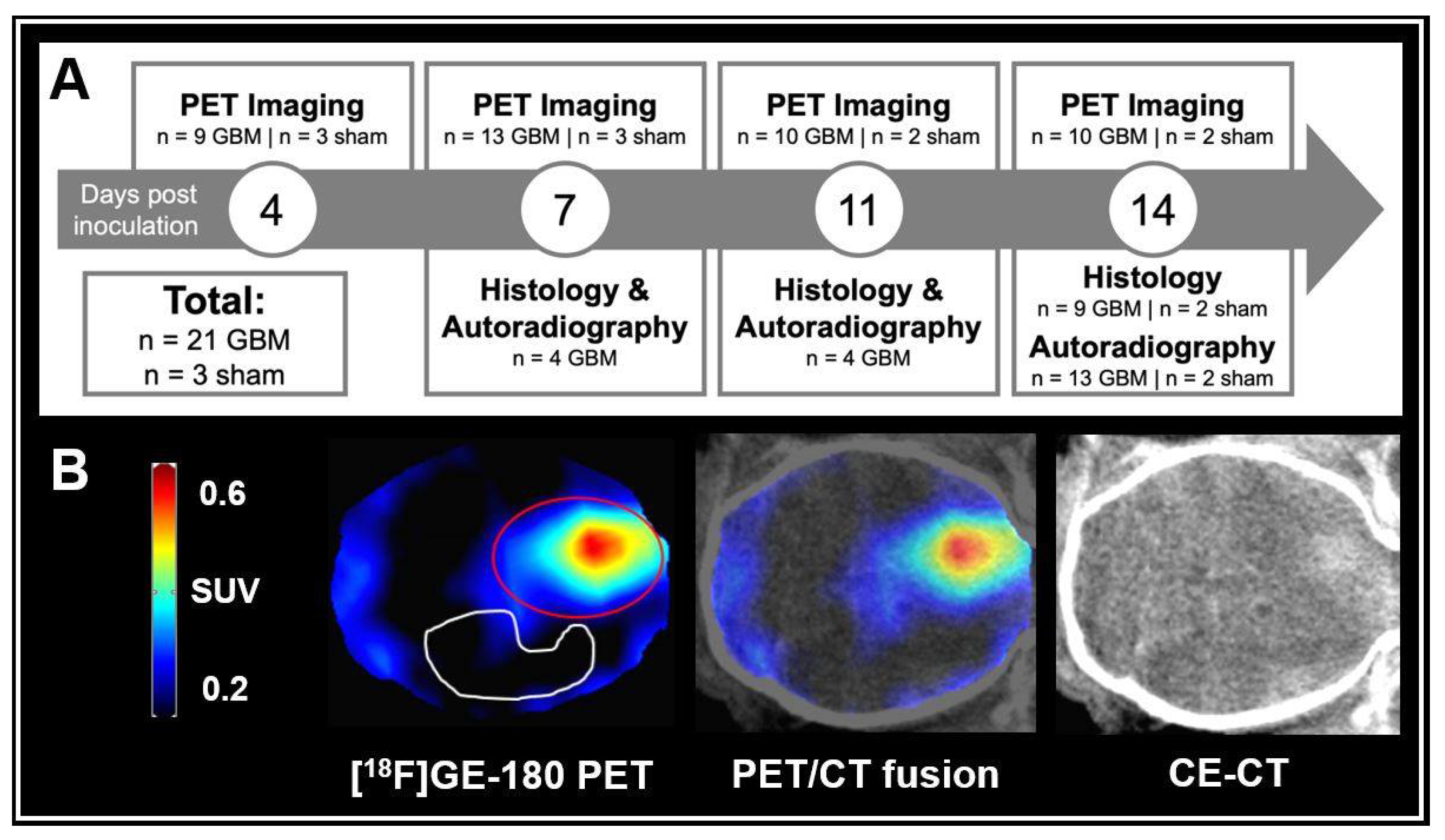 Biomedicines | Free Full-Text | Longitudinal [18F]GE-180 PET