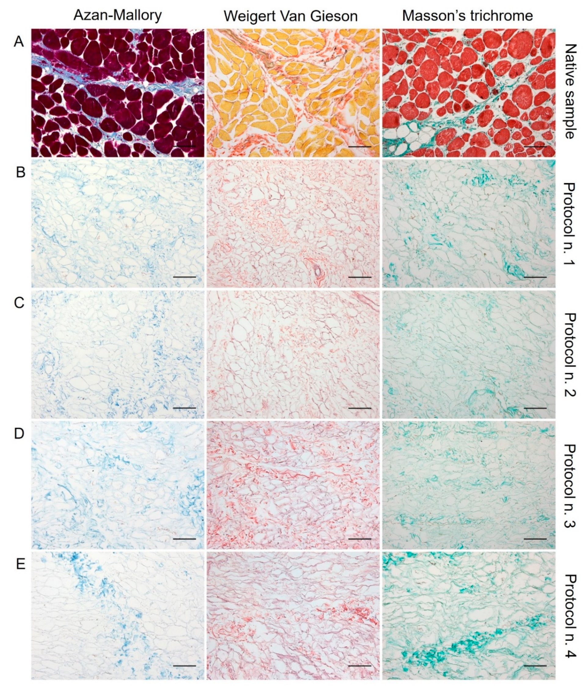 Biomedicines 10 00739 g002 550