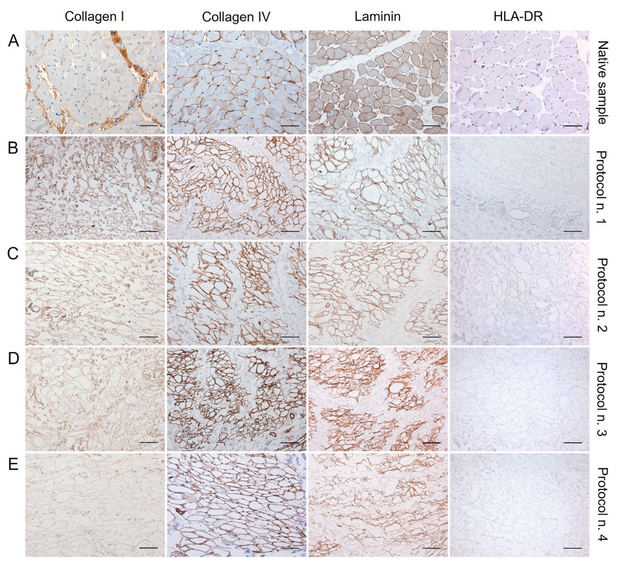 Biomedicines 10 00739 g003 550