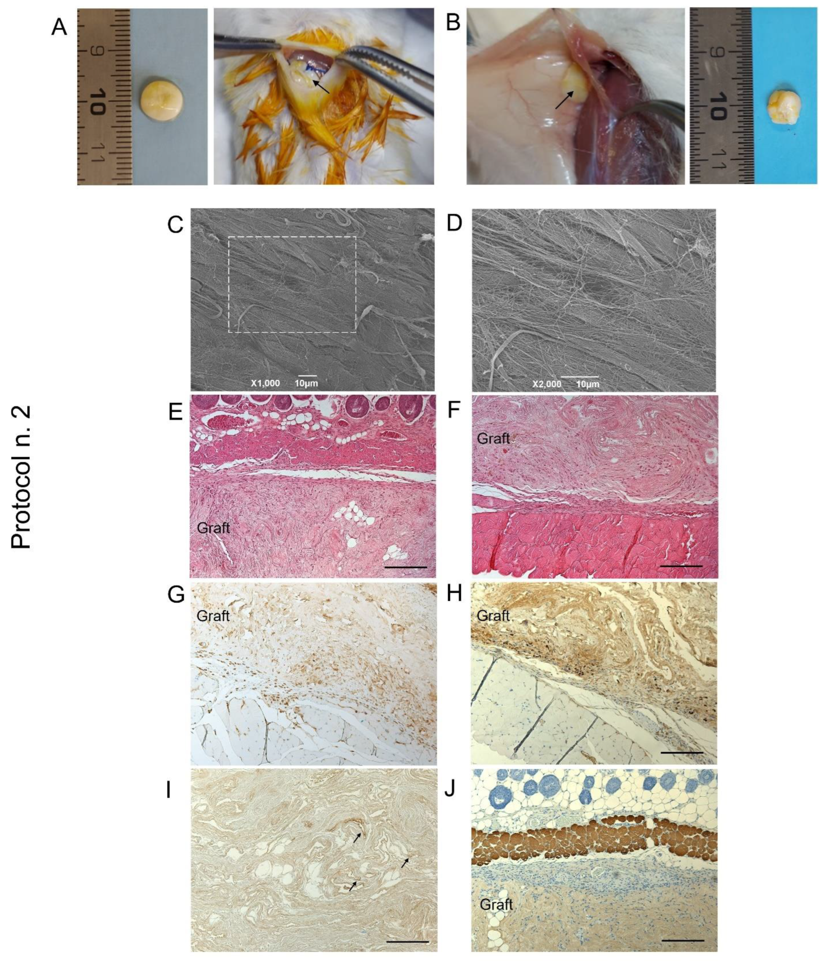 Biomedicines 10 00739 g008 550