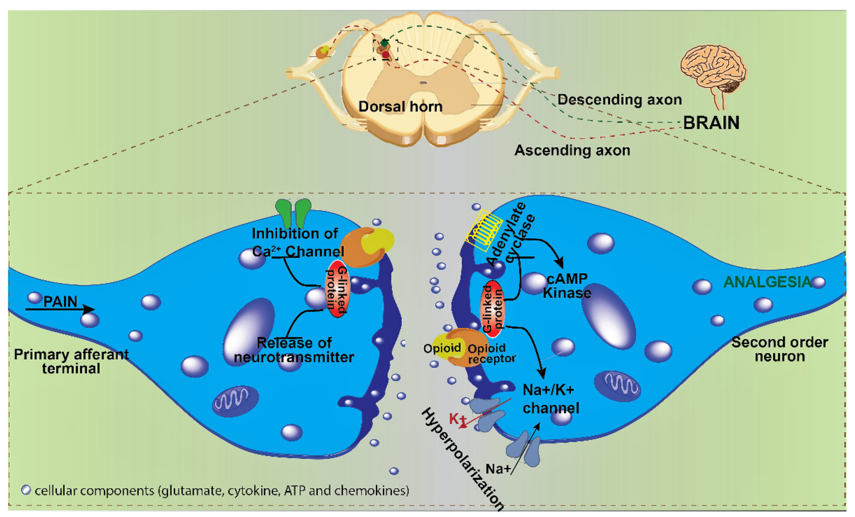 Biomedicines 10 00743 g002 Biomedicines 10 00743 g002
