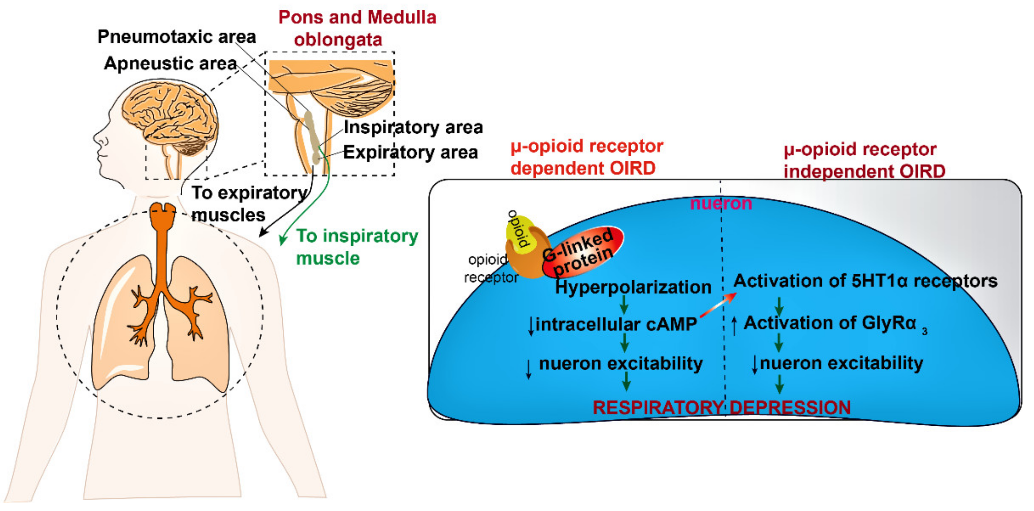Biomedicines 10 00743 g003 Biomedicines 10 00743 g003