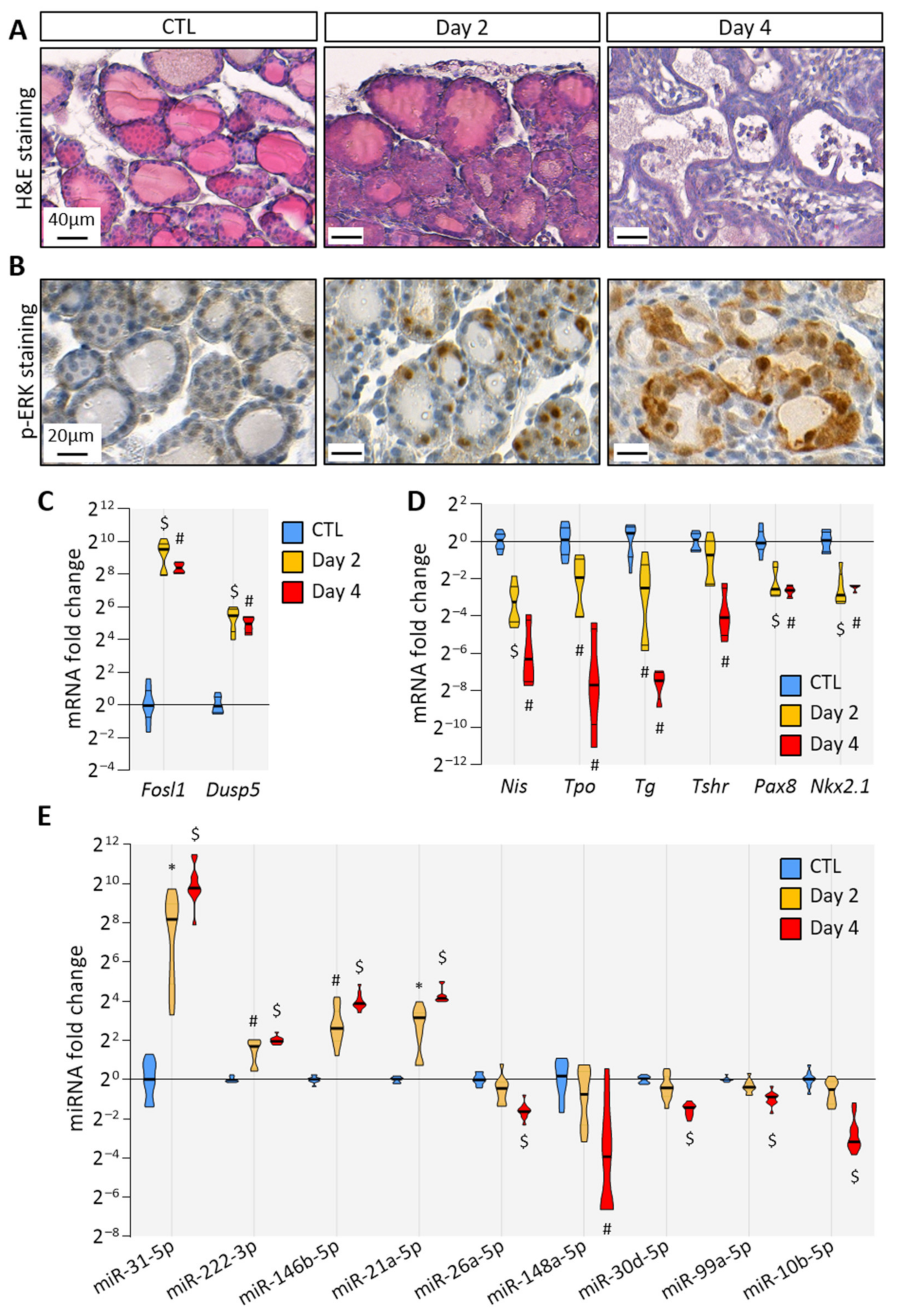 Biomedicines 10 00755 g001