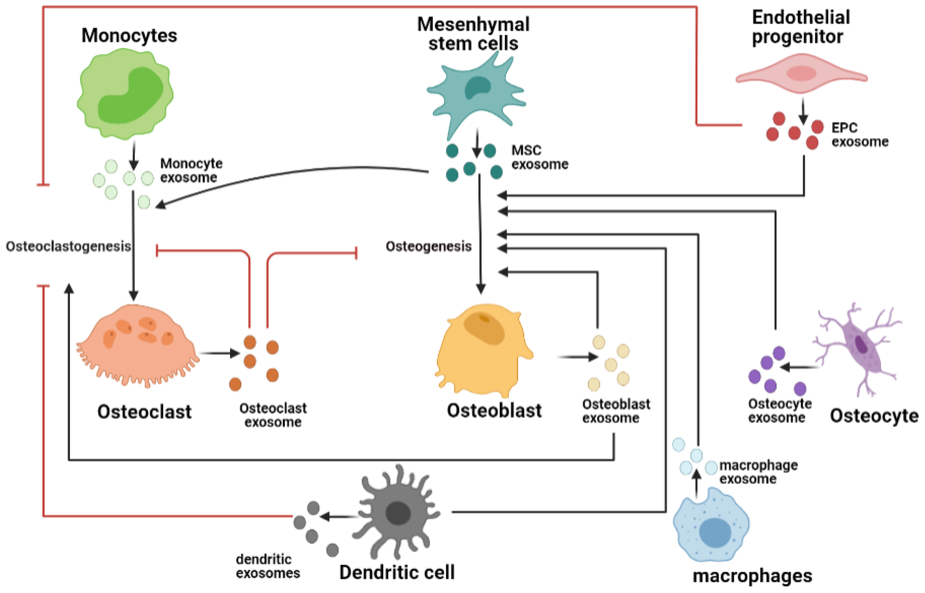 Biomedicines 10 00767 g002 550