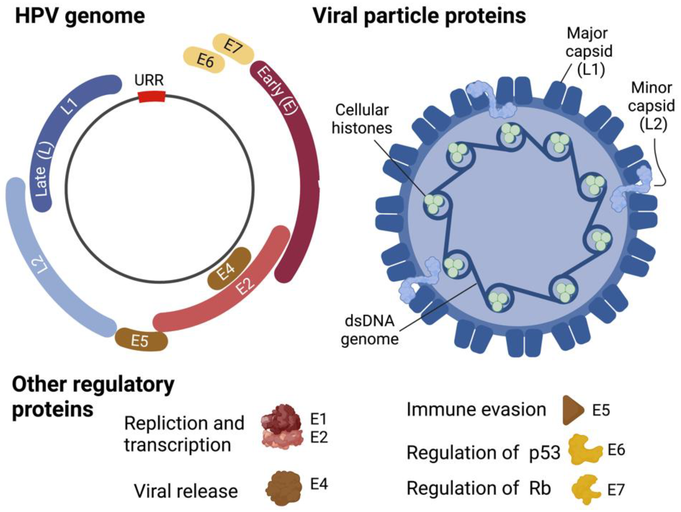 Biomedicines 10 00768 g005 Biomedicines 10 00768 g005