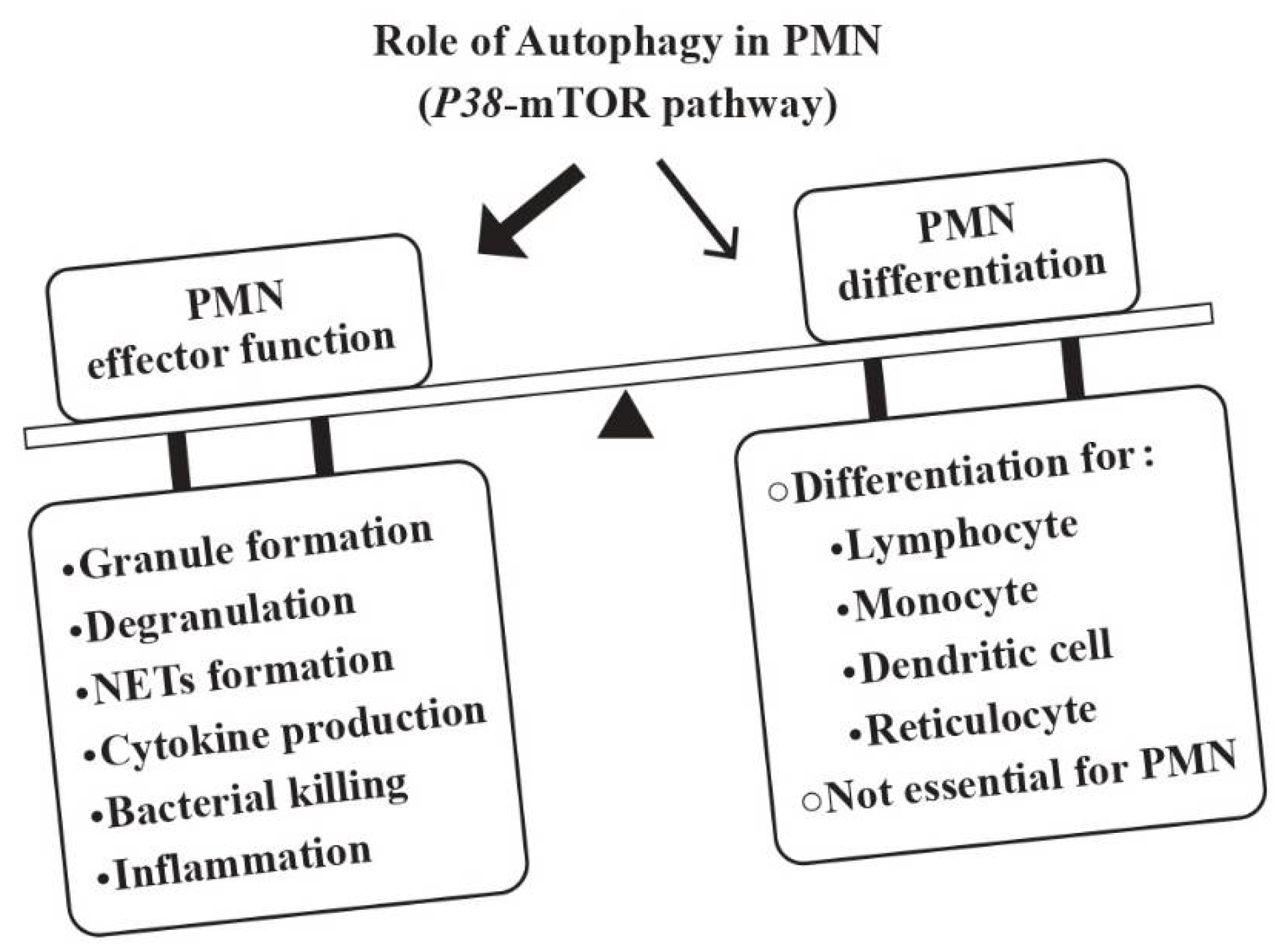 Biomedicines 10 00773 g001 550