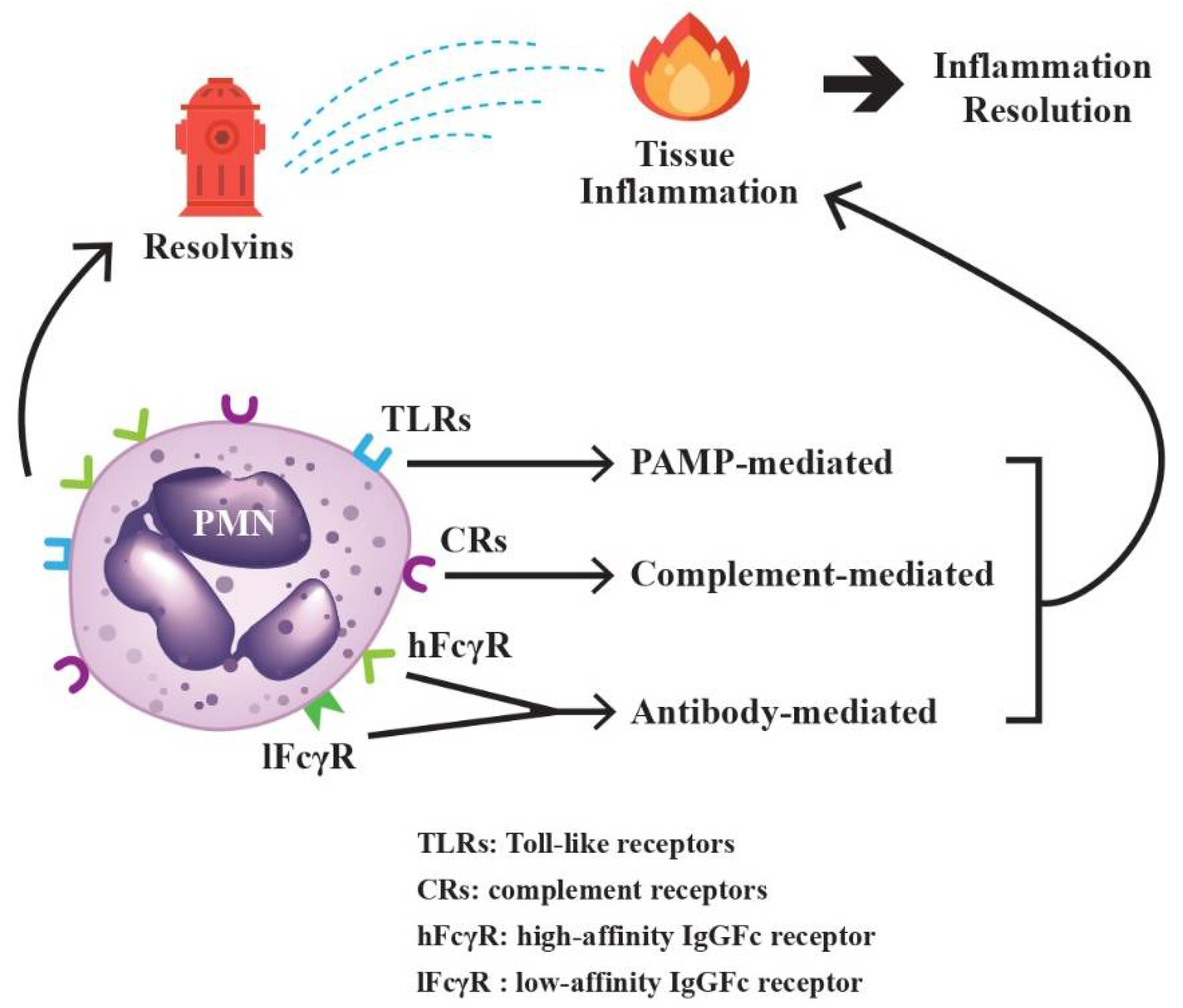 Biomedicines 10 00773 g002 550