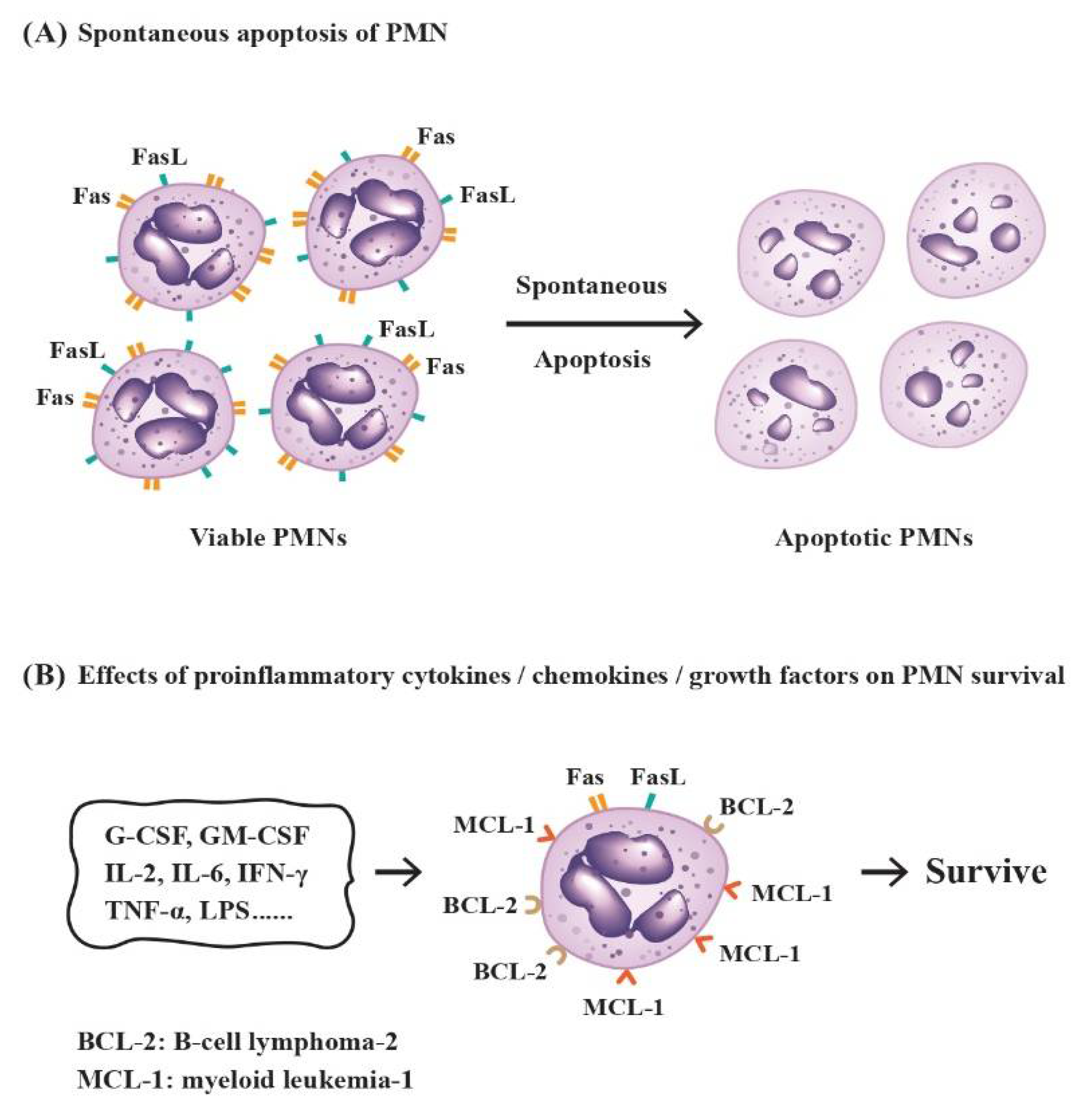 Biomedicines 10 00773 g003 550