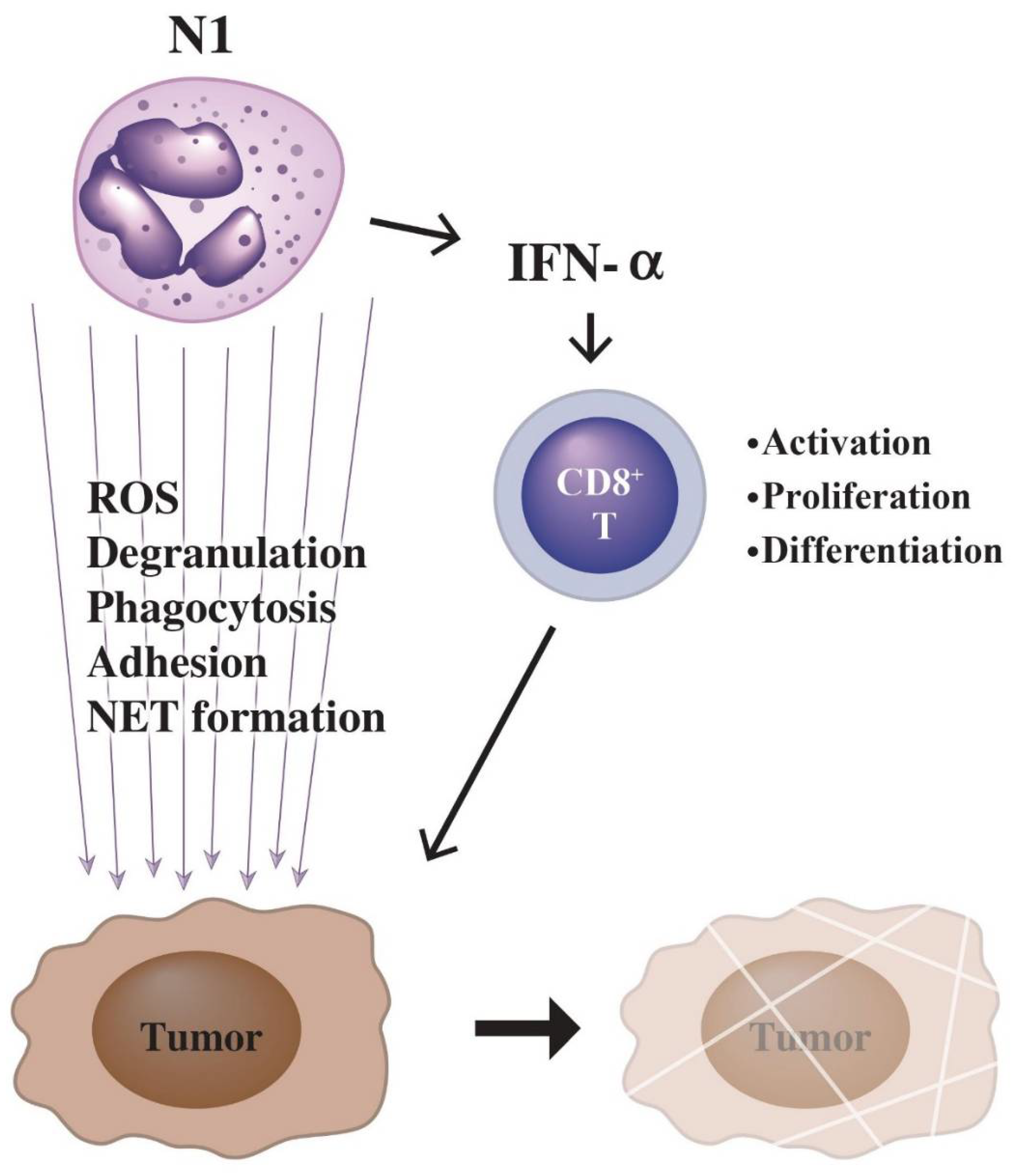 Biomedicines 10 00773 g004 550