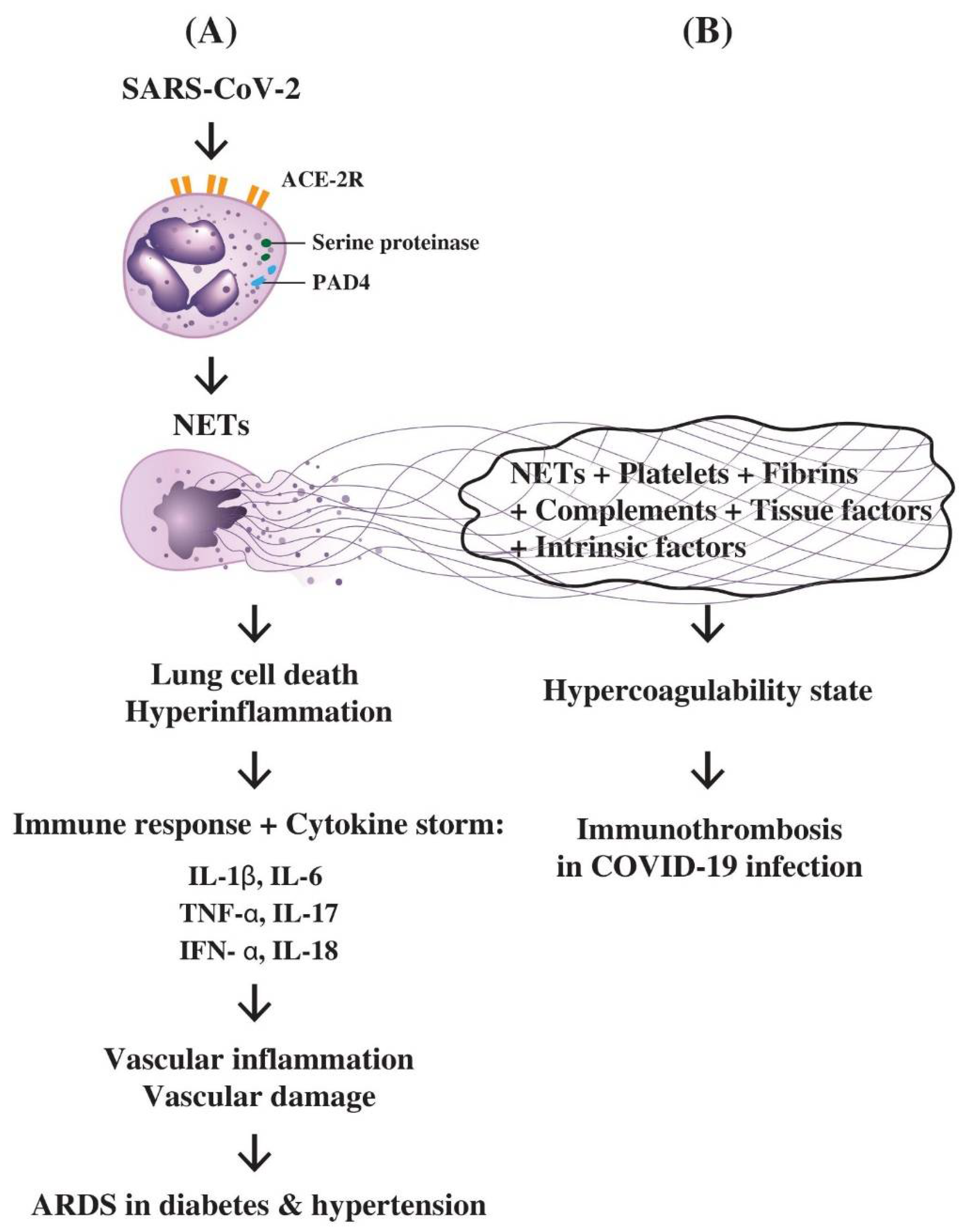 Biomedicines 10 00773 g005 550