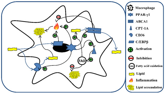 Vitamin D Counteracts Lipid Accumulation, Augments Free Vitamin D Counteracts Lipid Accumulation, Augments Free