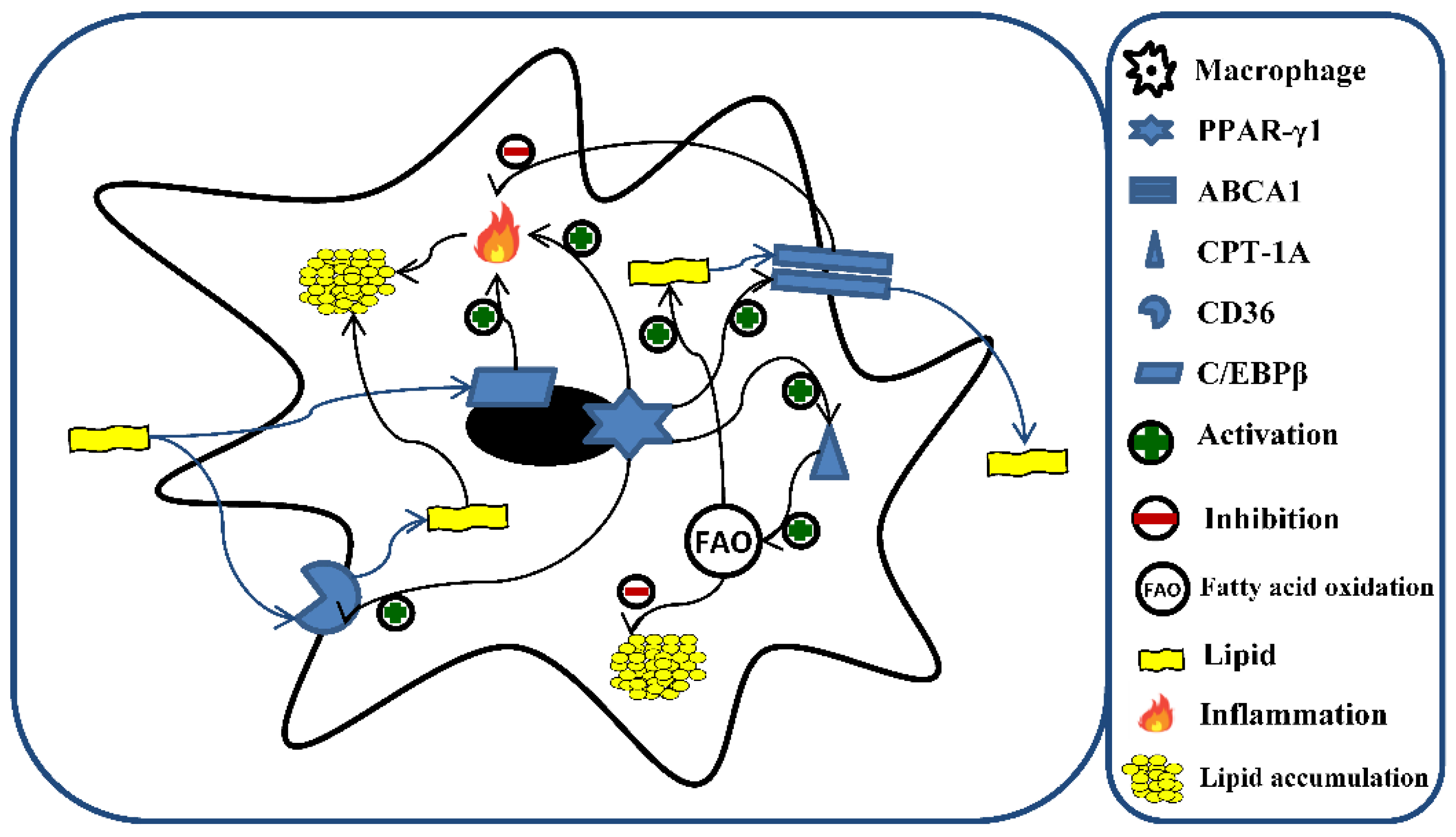 Vitamin D Counteracts Lipid Accumulation, Augments Free