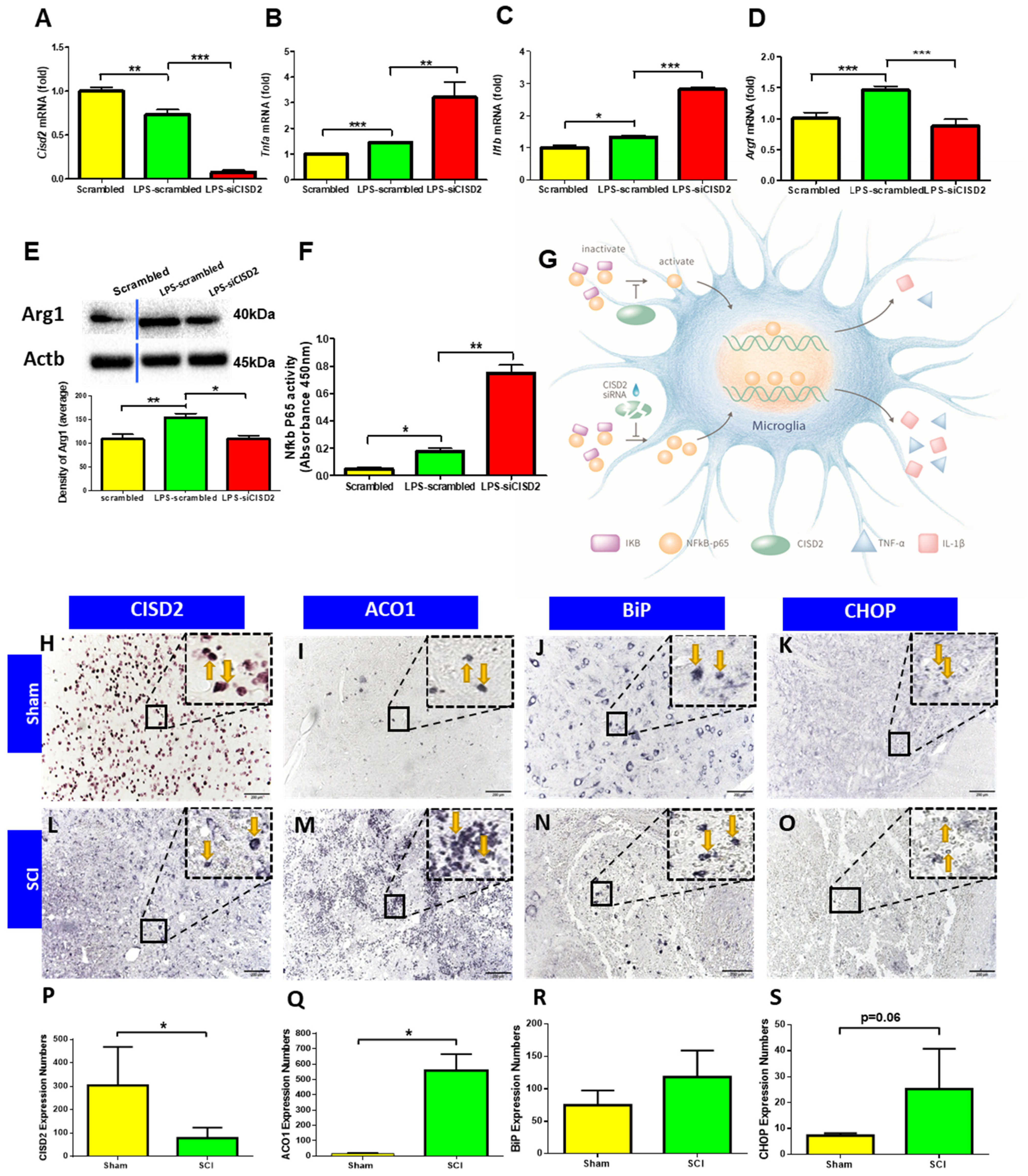 Biomedicines 10 00777 g005