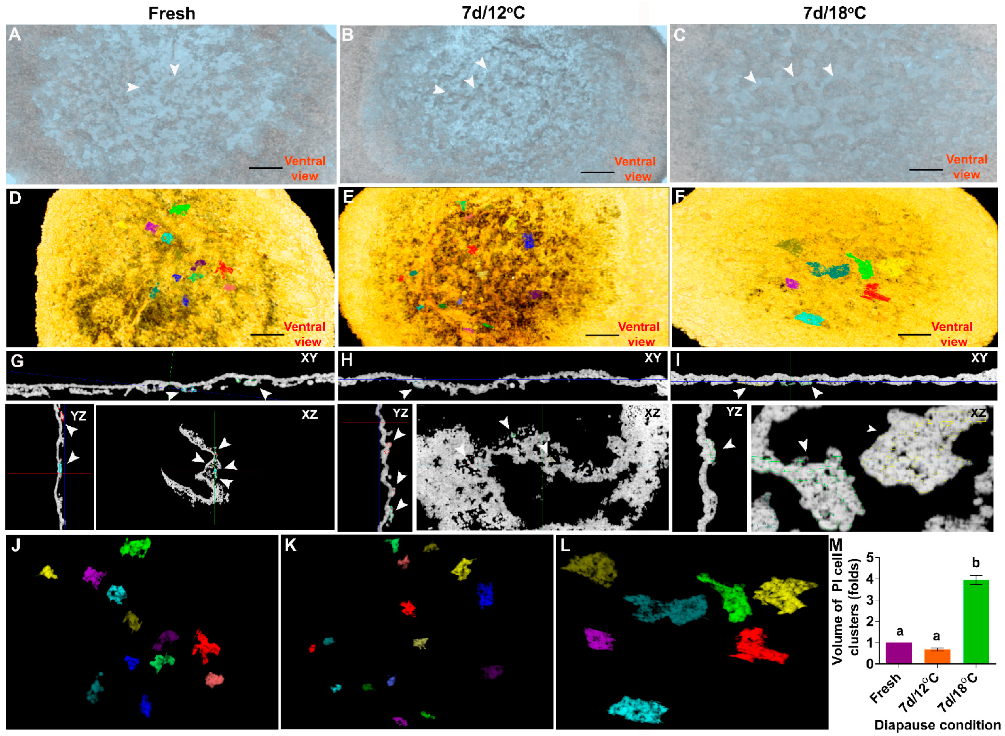 Biomedicines 10 00779 g003