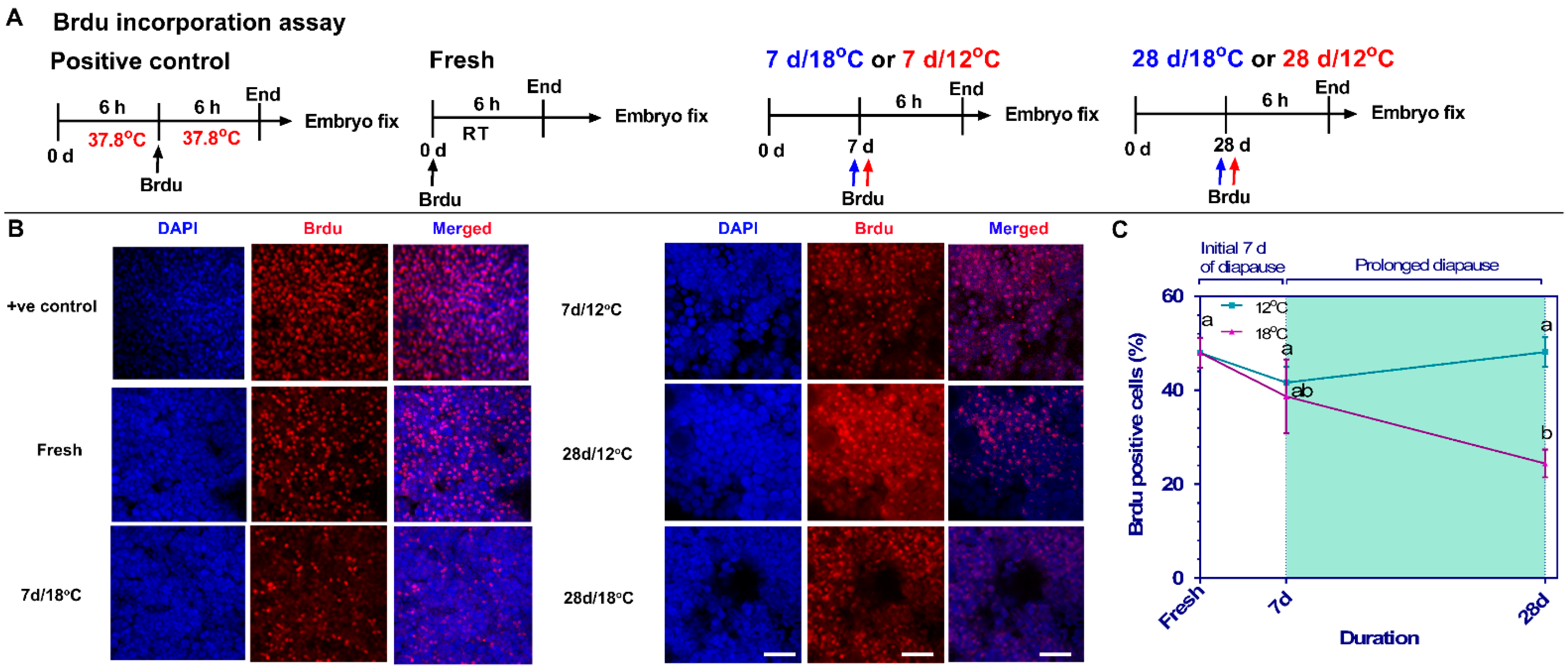 Biomedicines 10 00779 g005