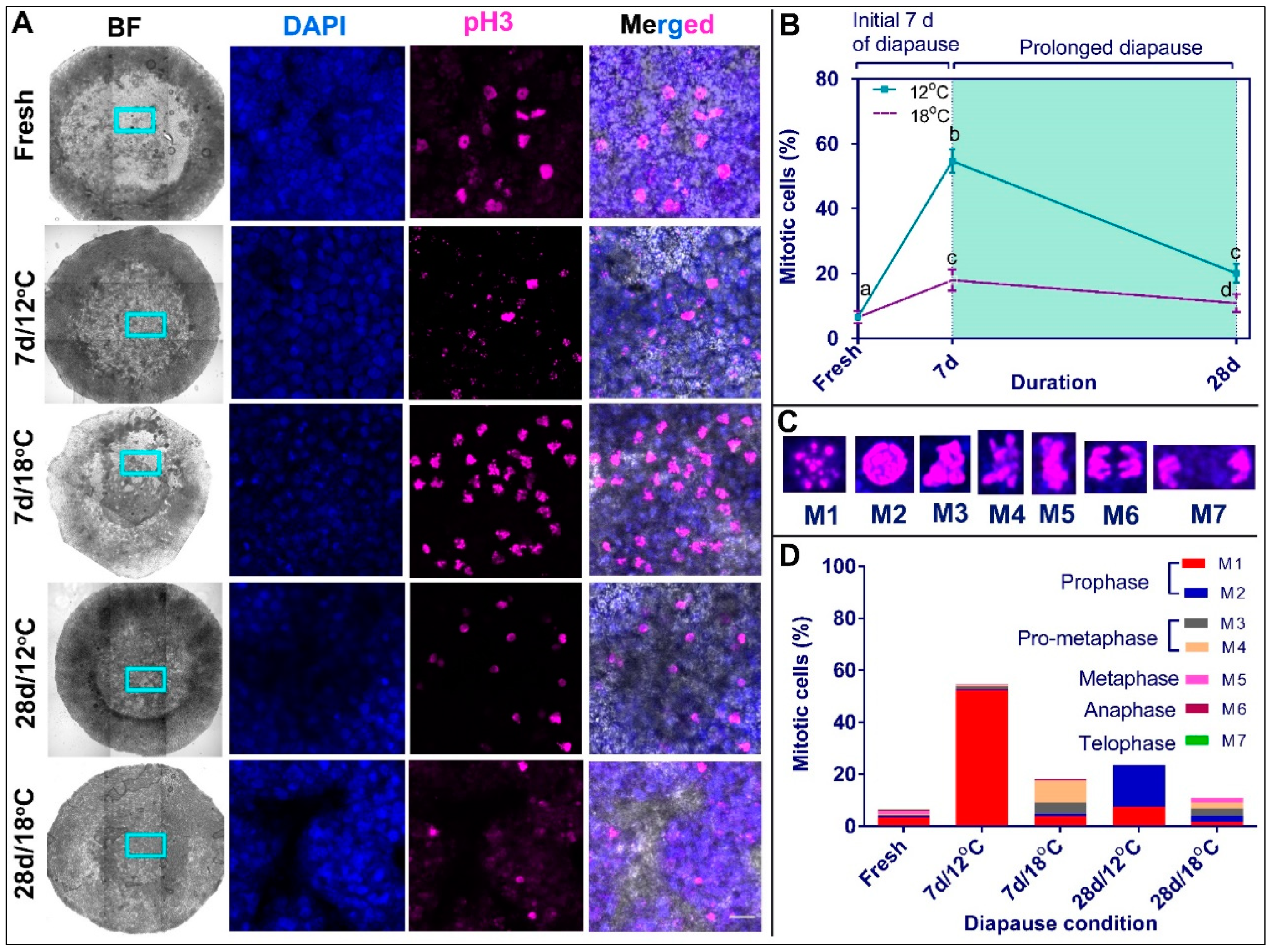 Biomedicines 10 00779 g006