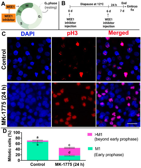 HREM, RNAseq and Cell Cycle Analyses Reveal the Role of the