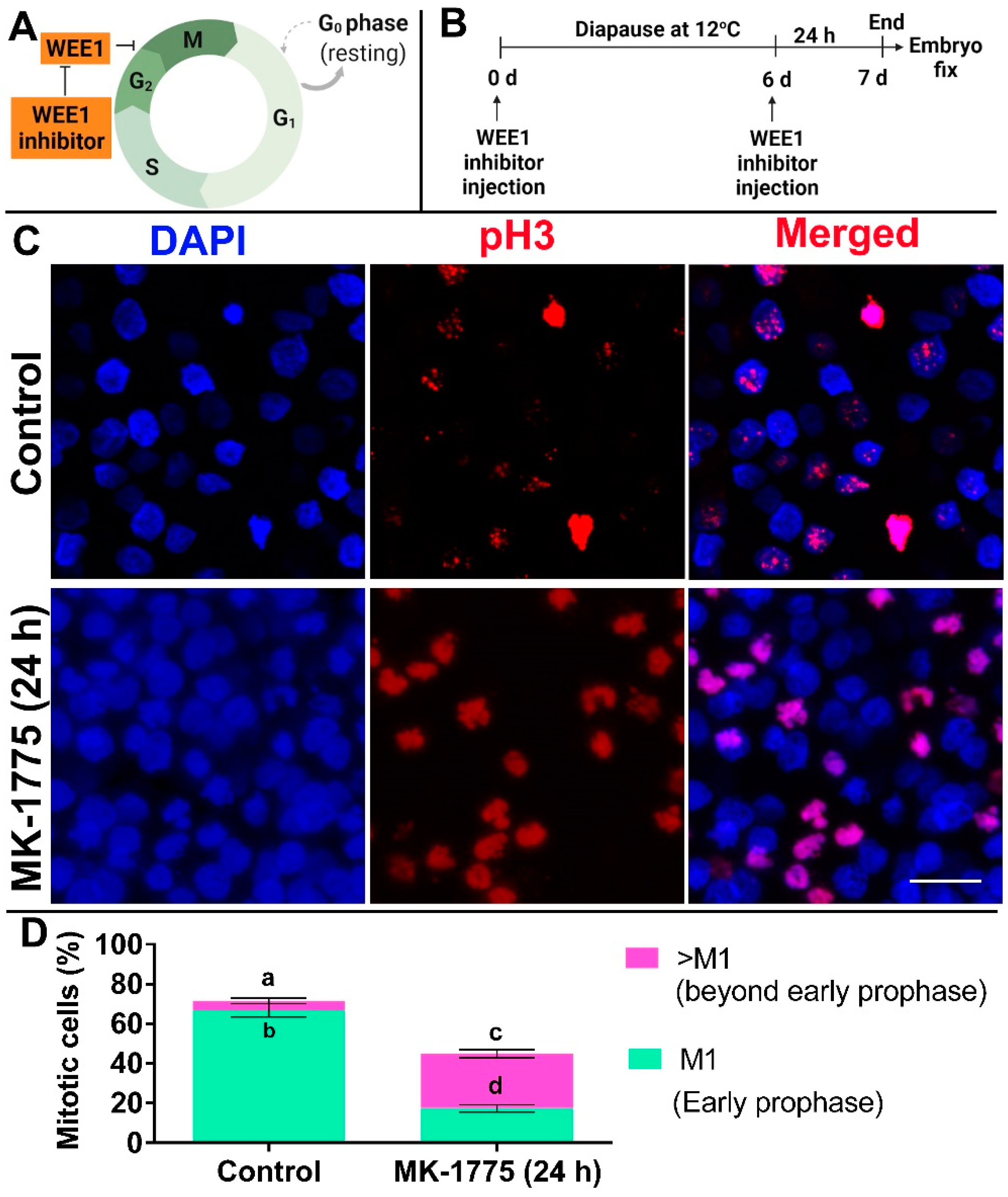 Biomedicines 10 00779 g007