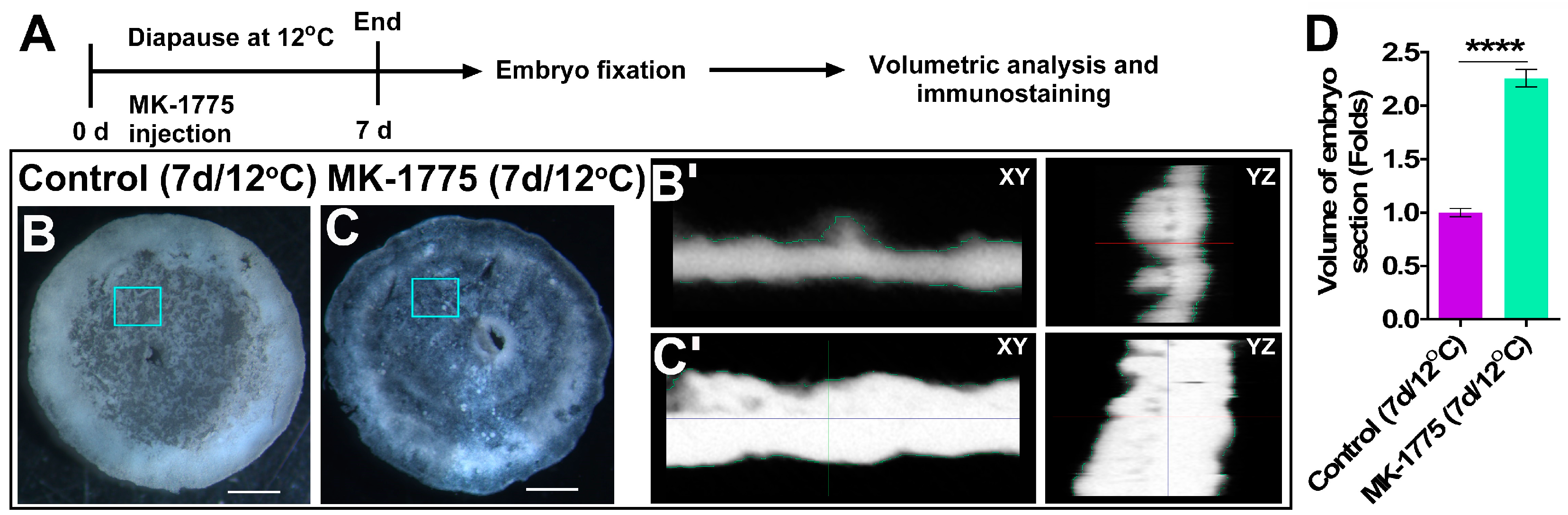 Biomedicines 10 00779 g008