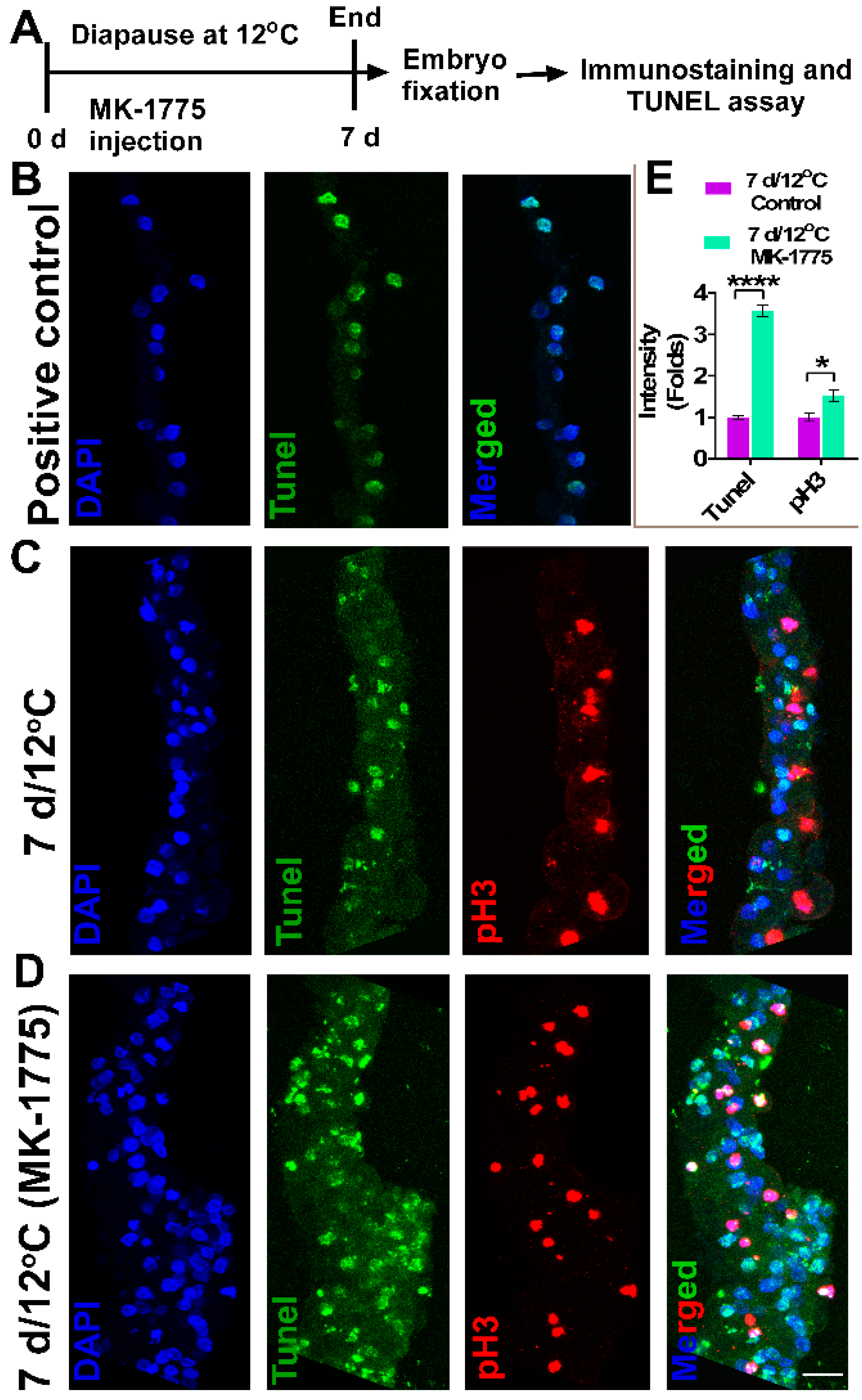 Biomedicines 10 00779 g009