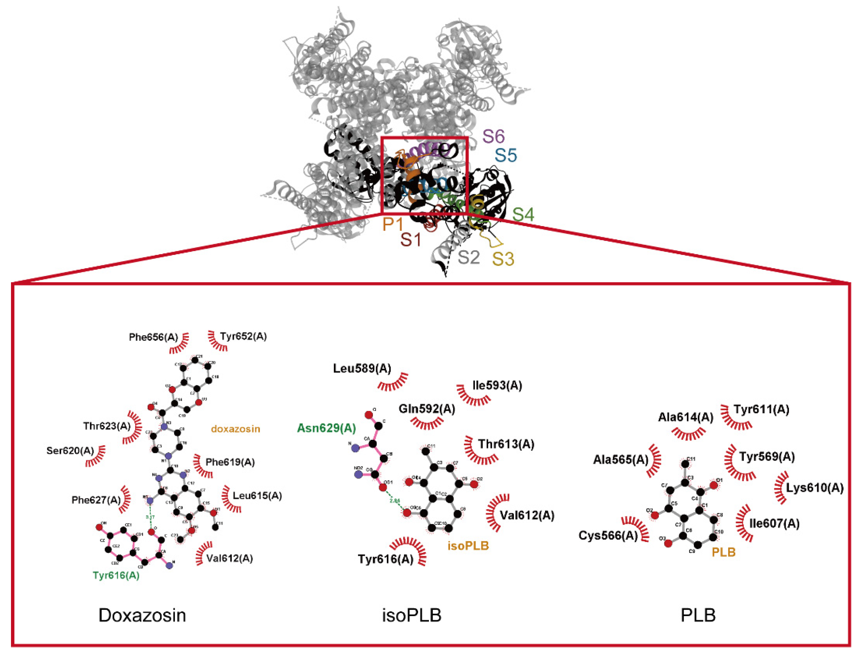 Biomedicines 10 00780 g010 550