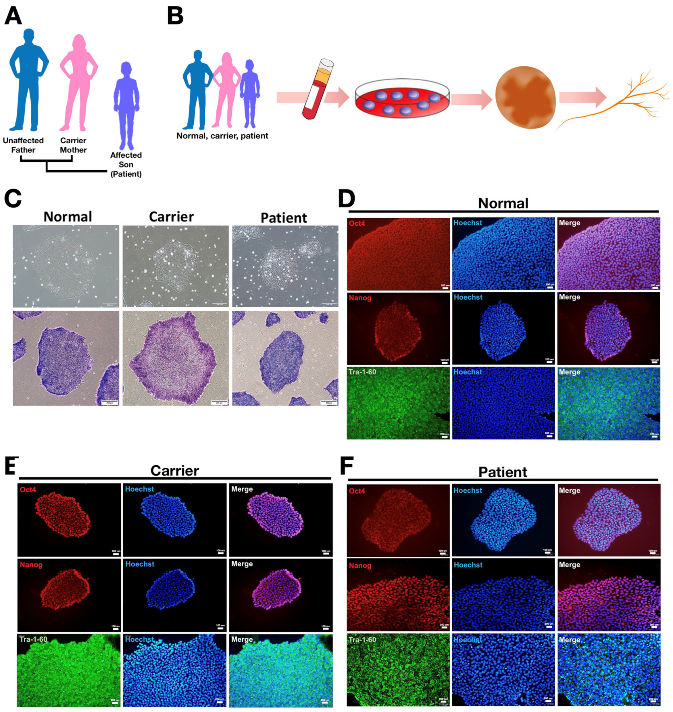 Biomedicines 10 00788 g001