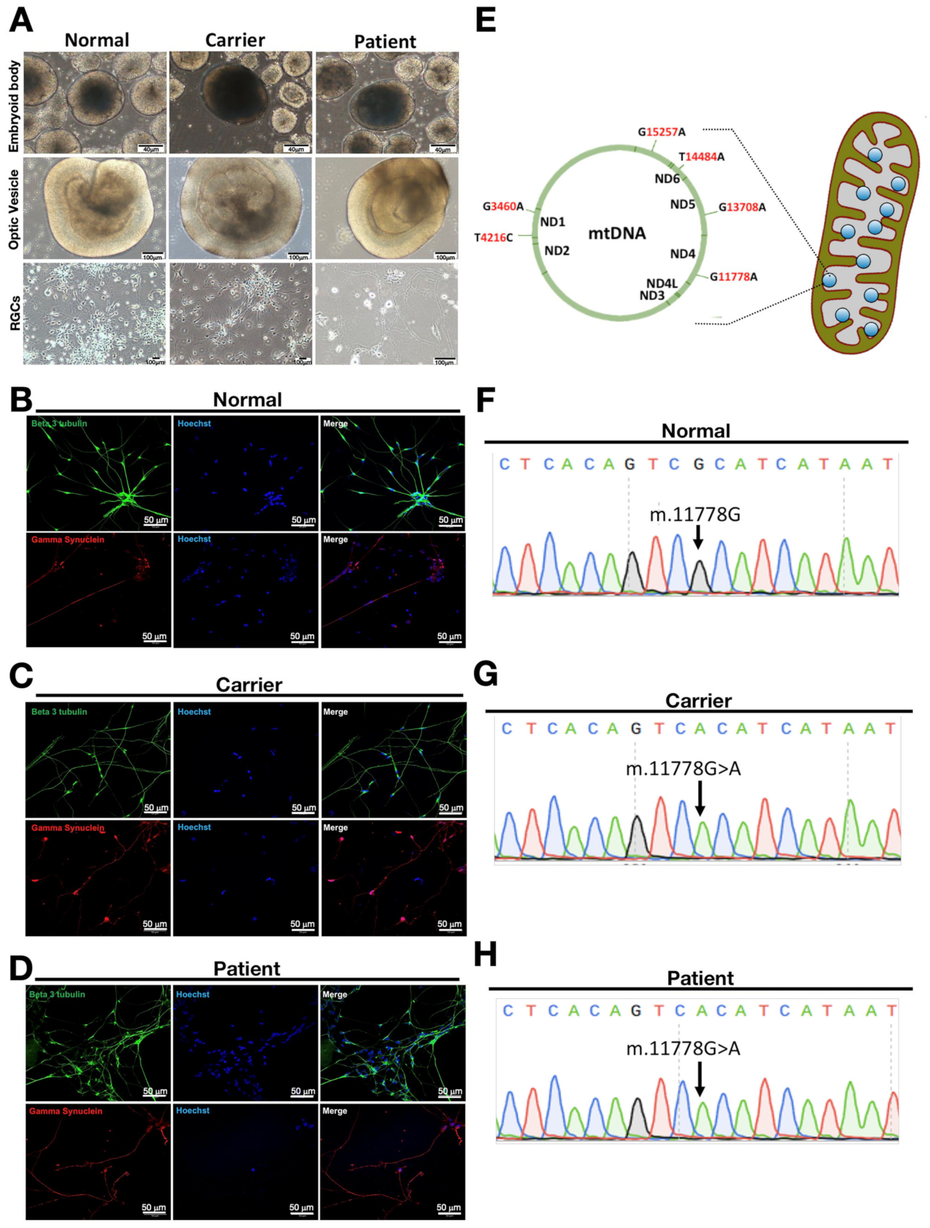 Biomedicines 10 00788 g002