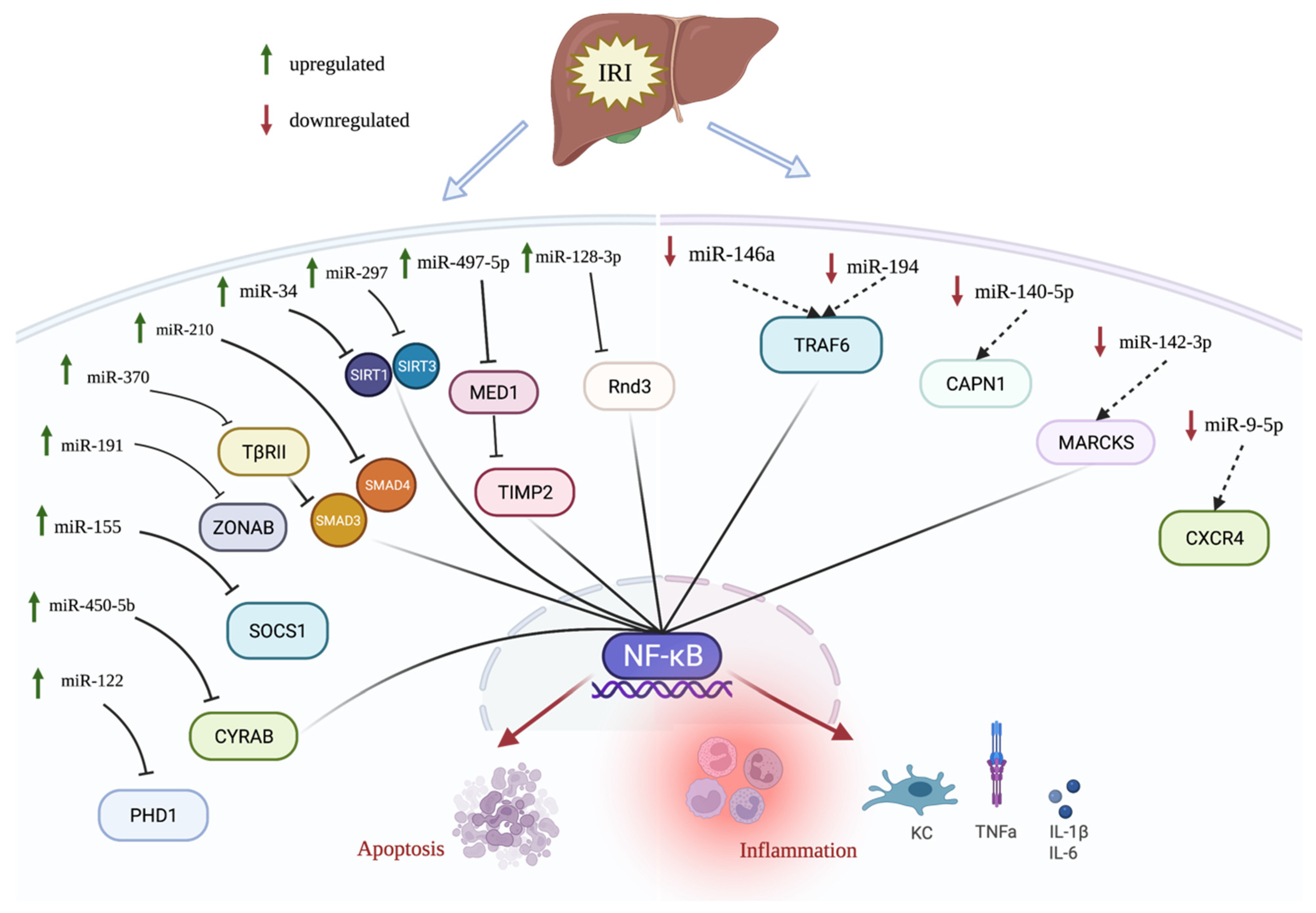 Biomedicines 10 00791 g001 Biomedicines 10 00791 g001