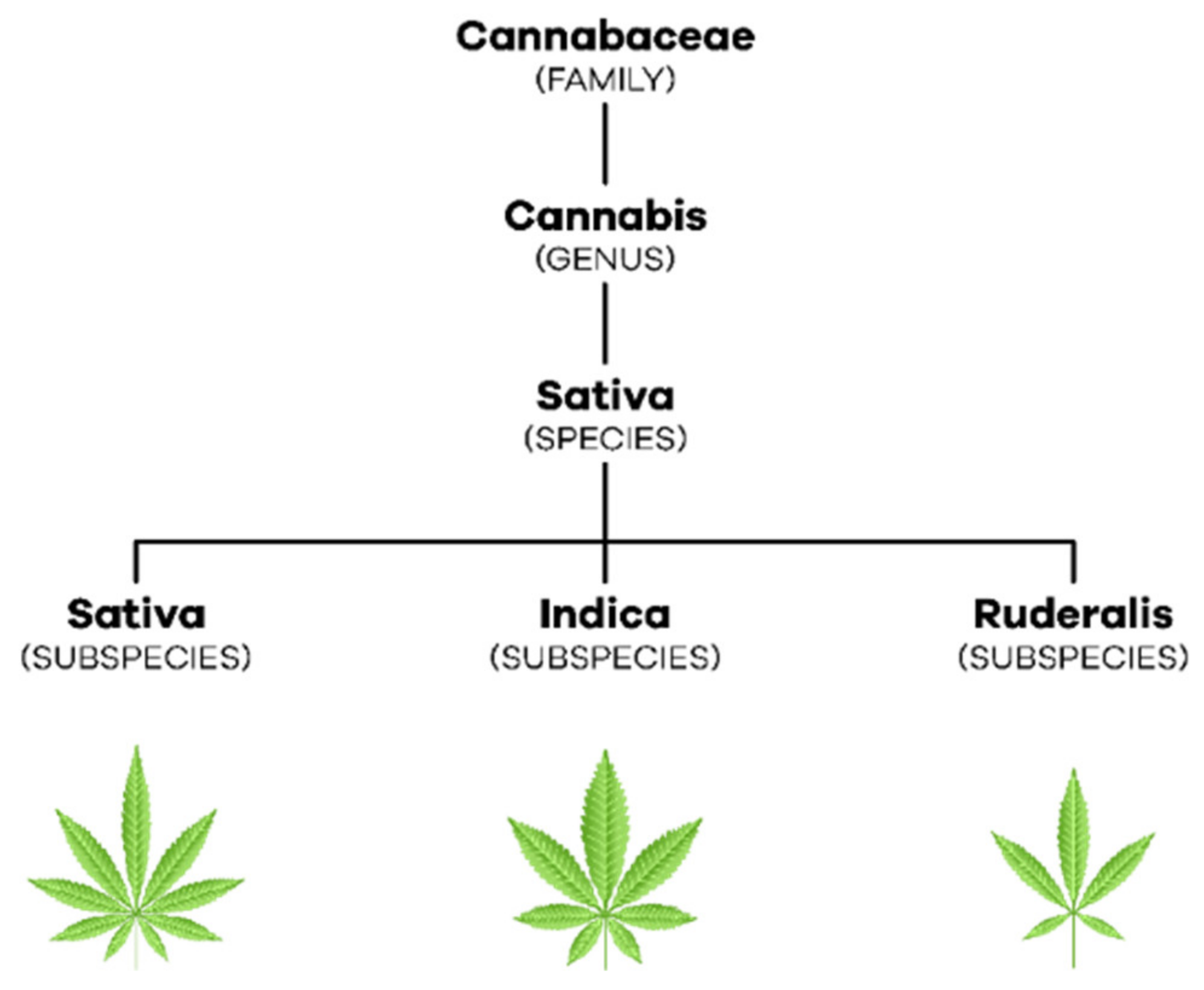 Biomedicines 10 00796 g001 550