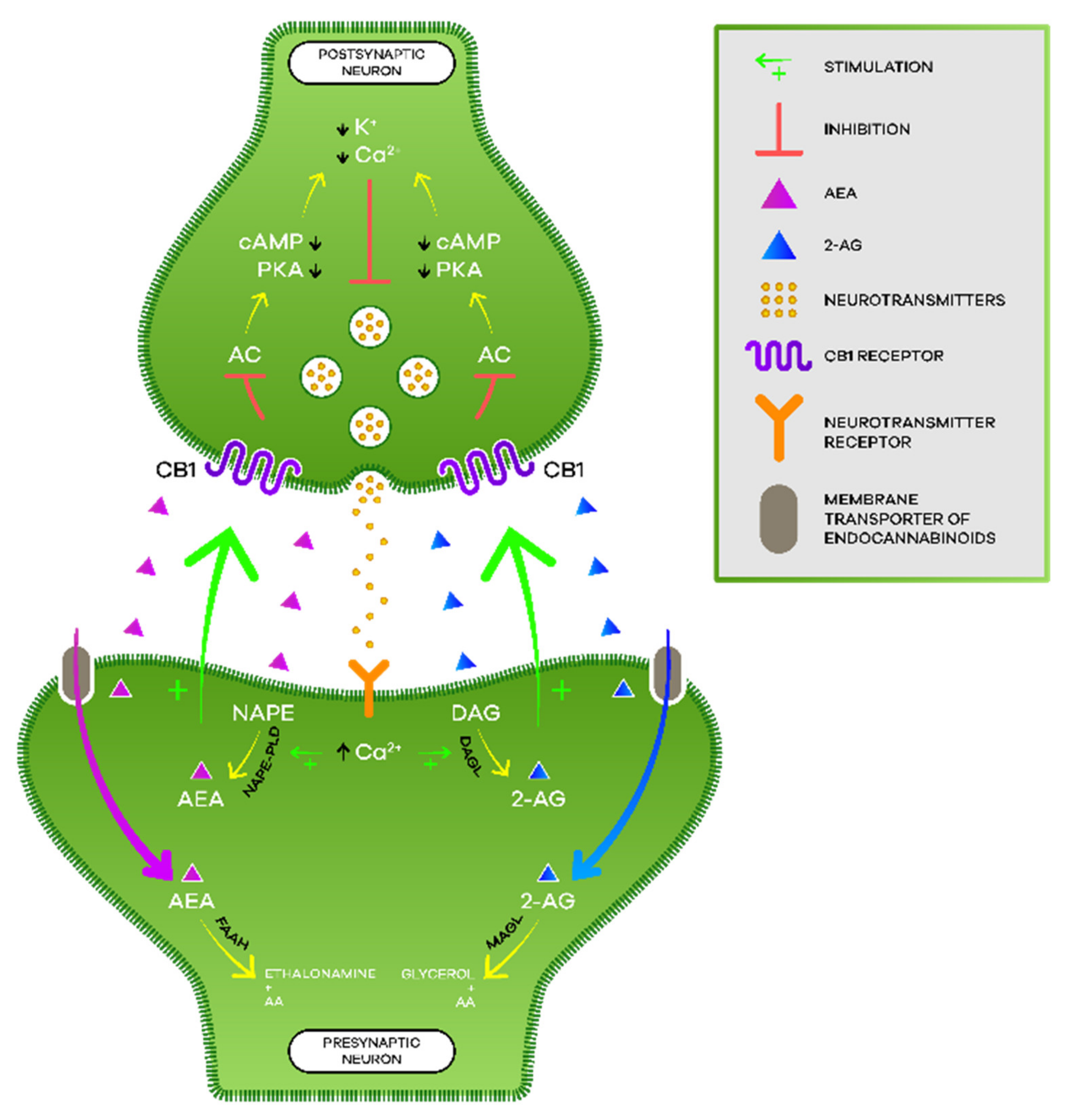 Biomedicines 10 00796 g002 550