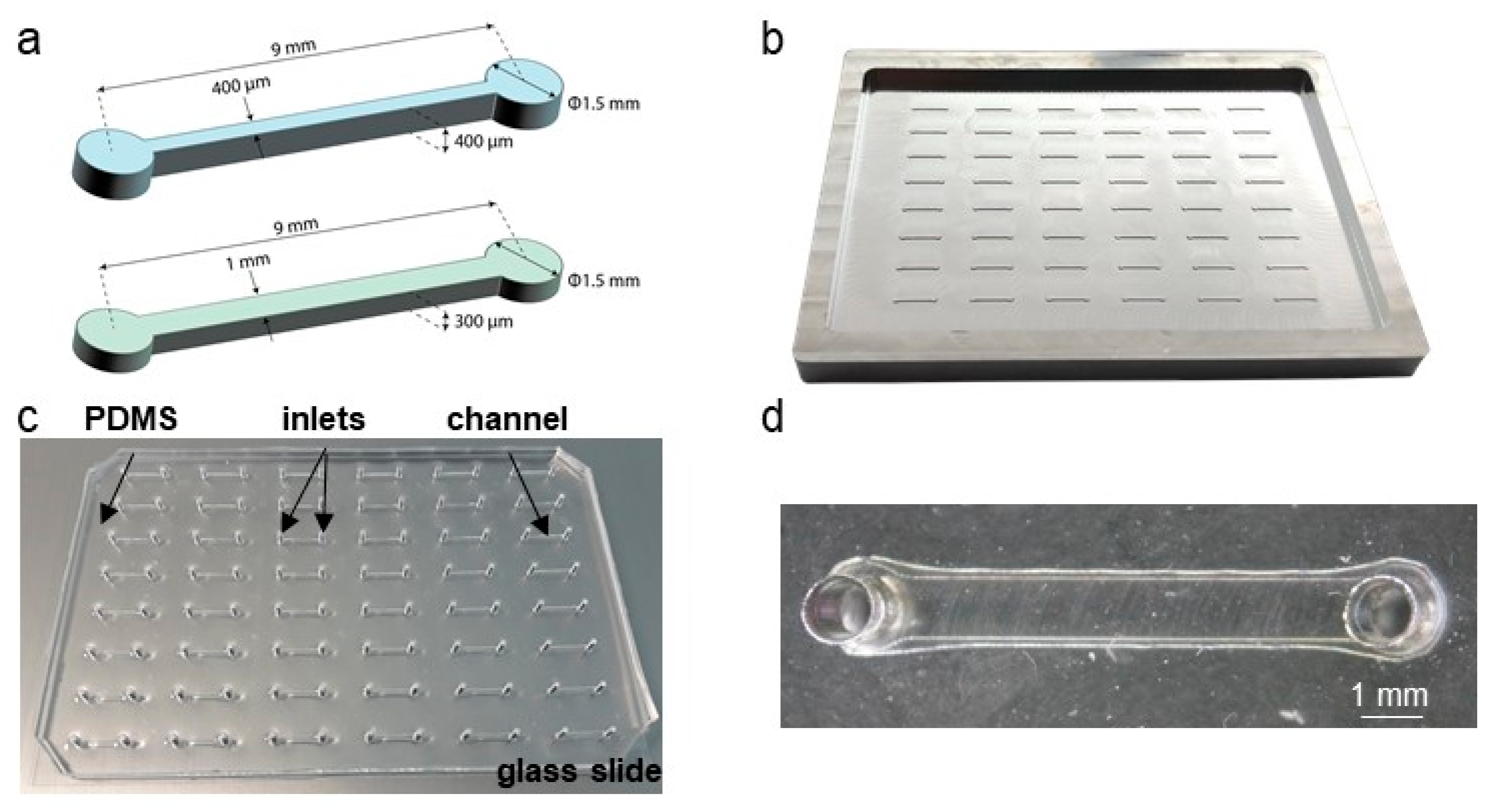 Biomedicines 10 00797 g002 550