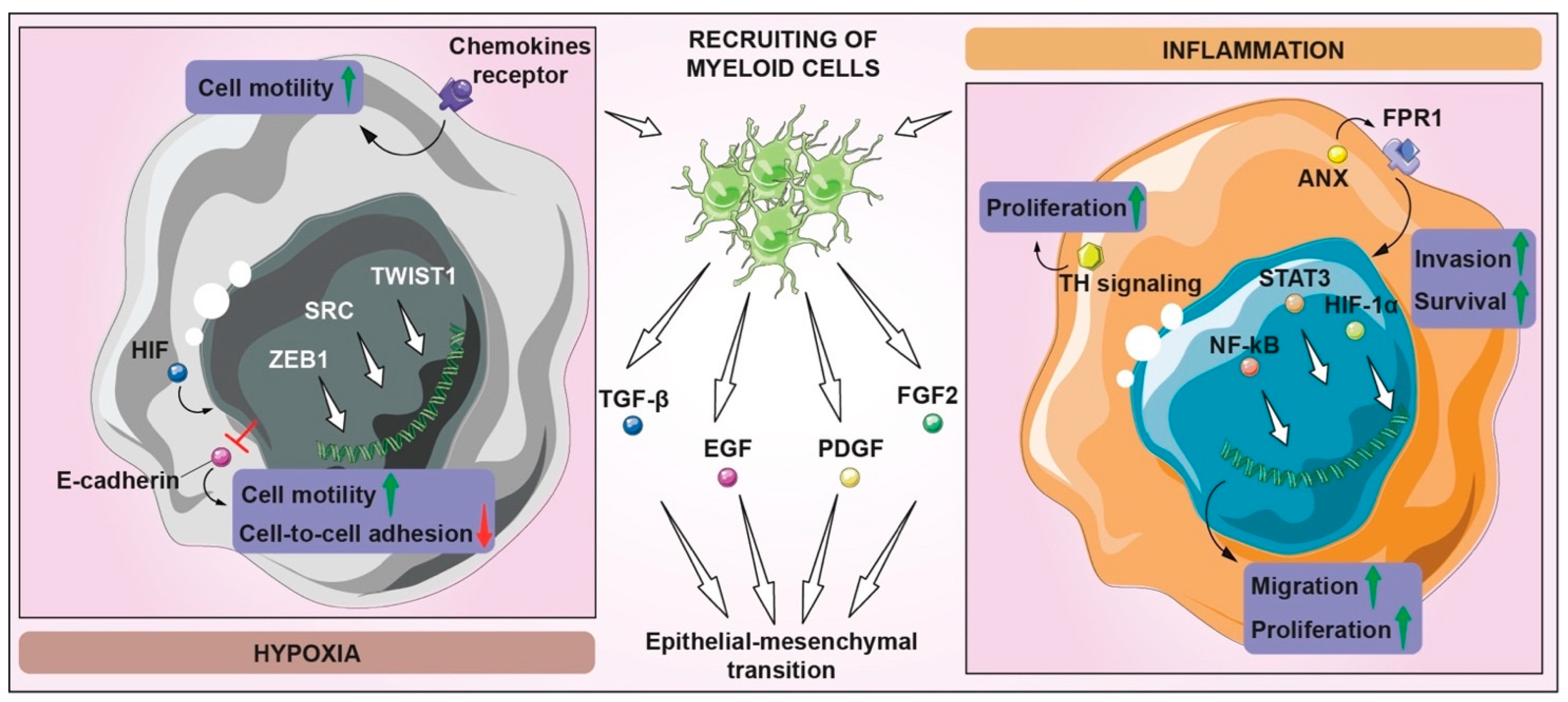 Biomedicines 10 00806 g005