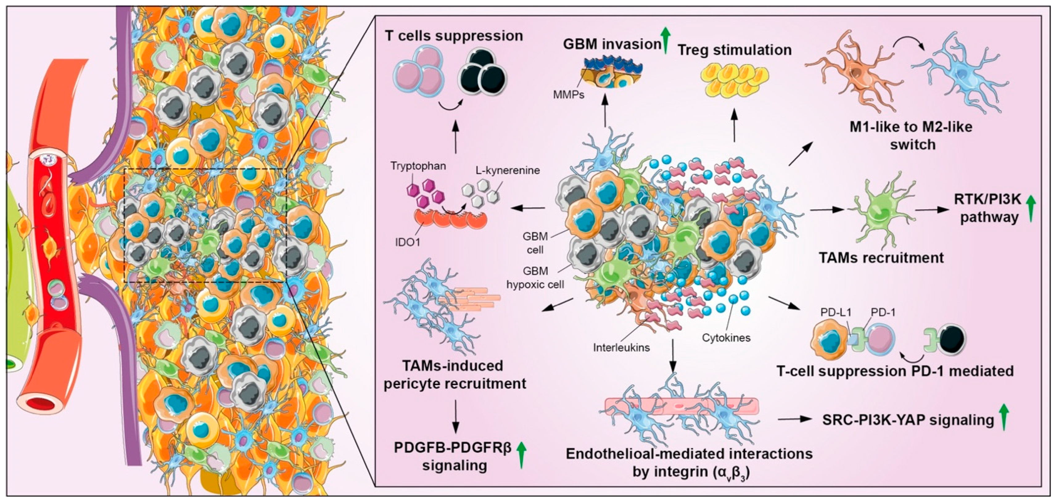 Biomedicines 10 00806 g007