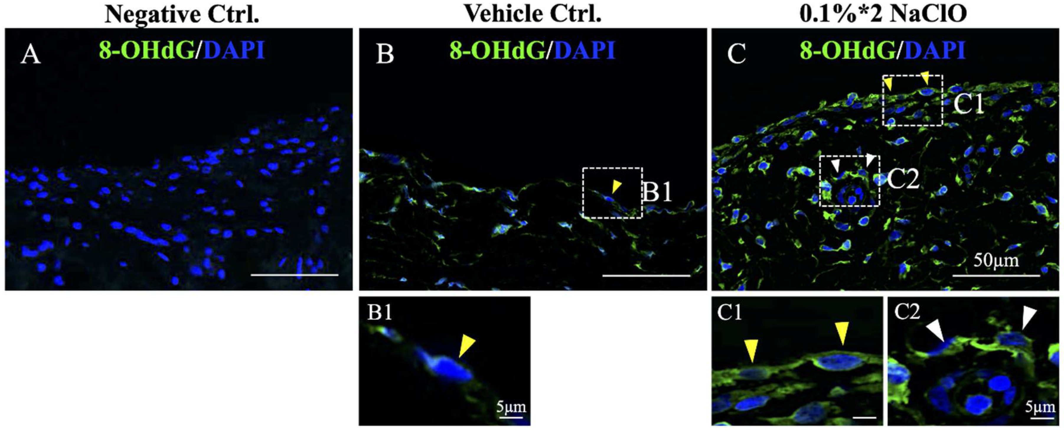 Biomedicines 10 00810 g002 550