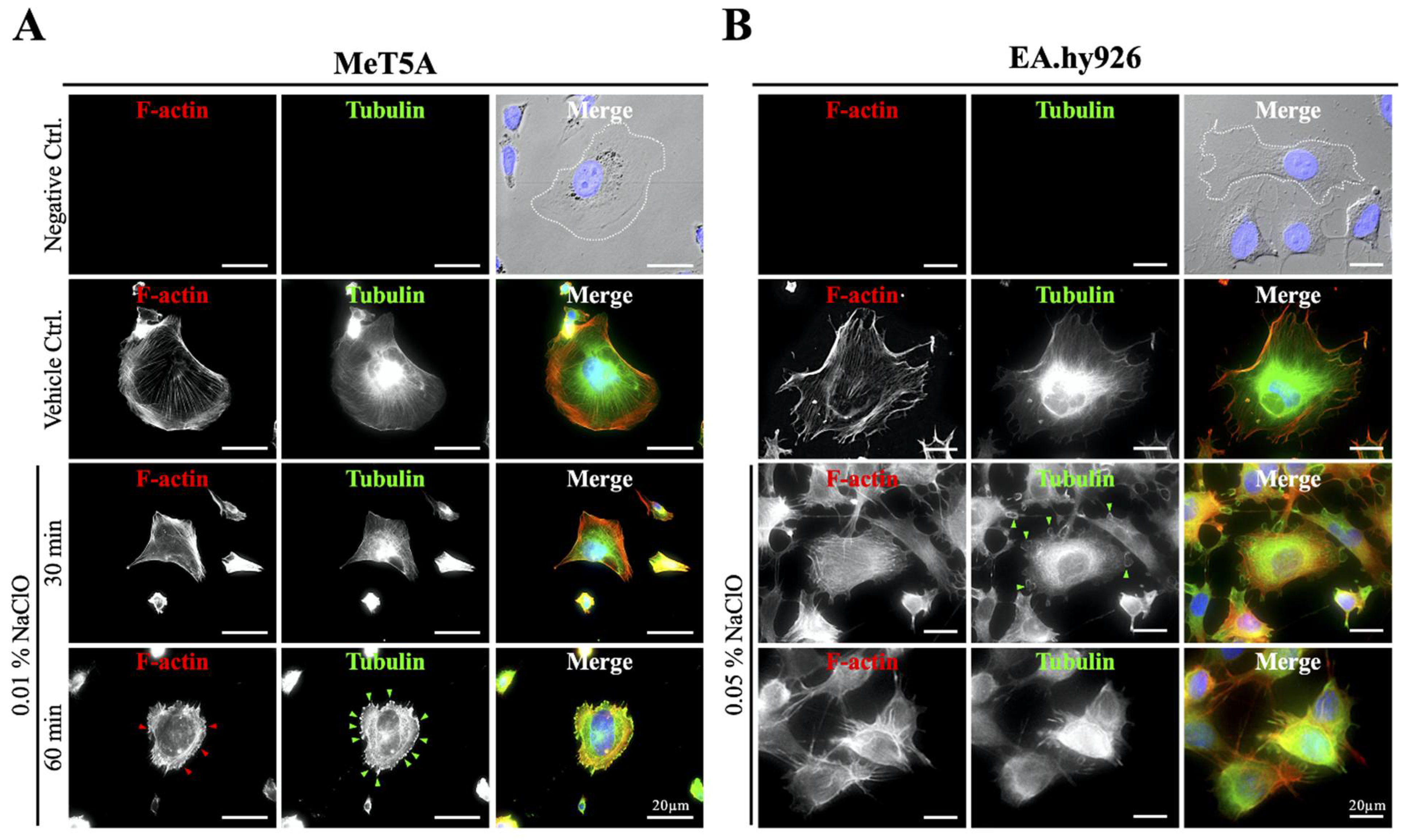 Biomedicines 10 00810 g005 550