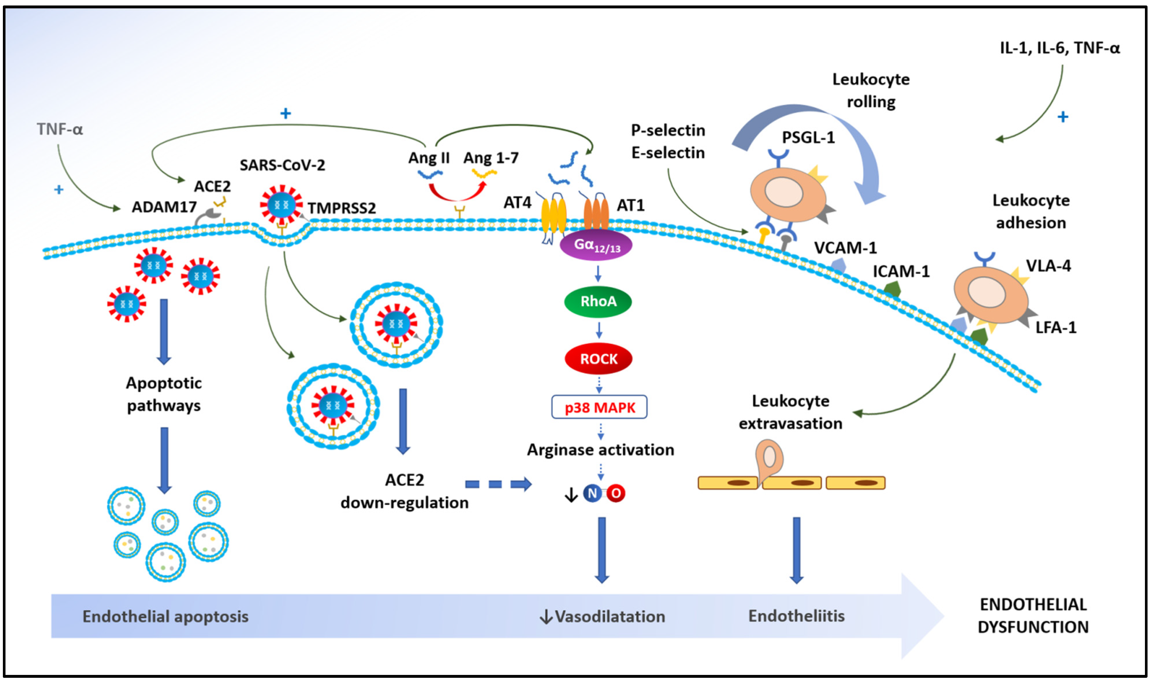 Biomedicines 10 00812 g002