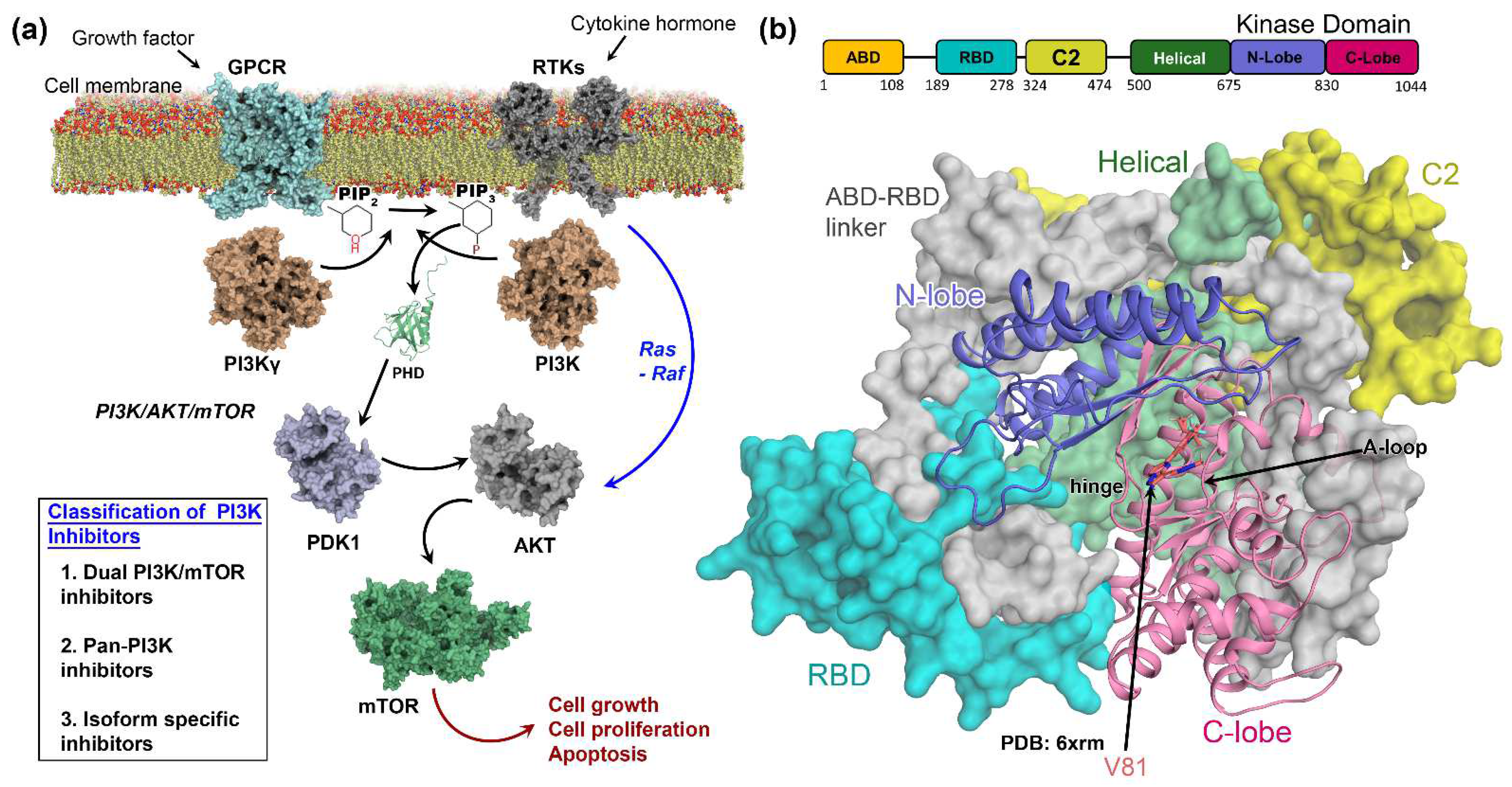 Structural insights into differences in G protein activation by